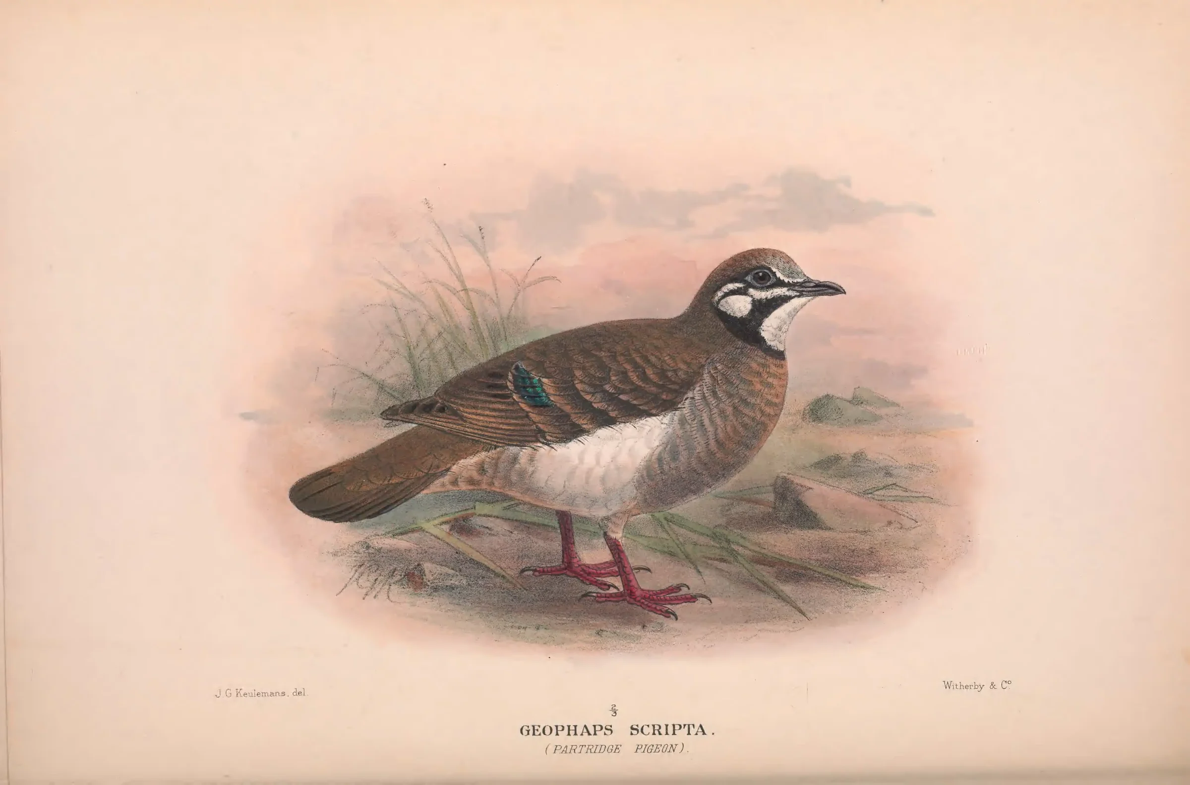 Historical bird plate: Squatter Pigeon