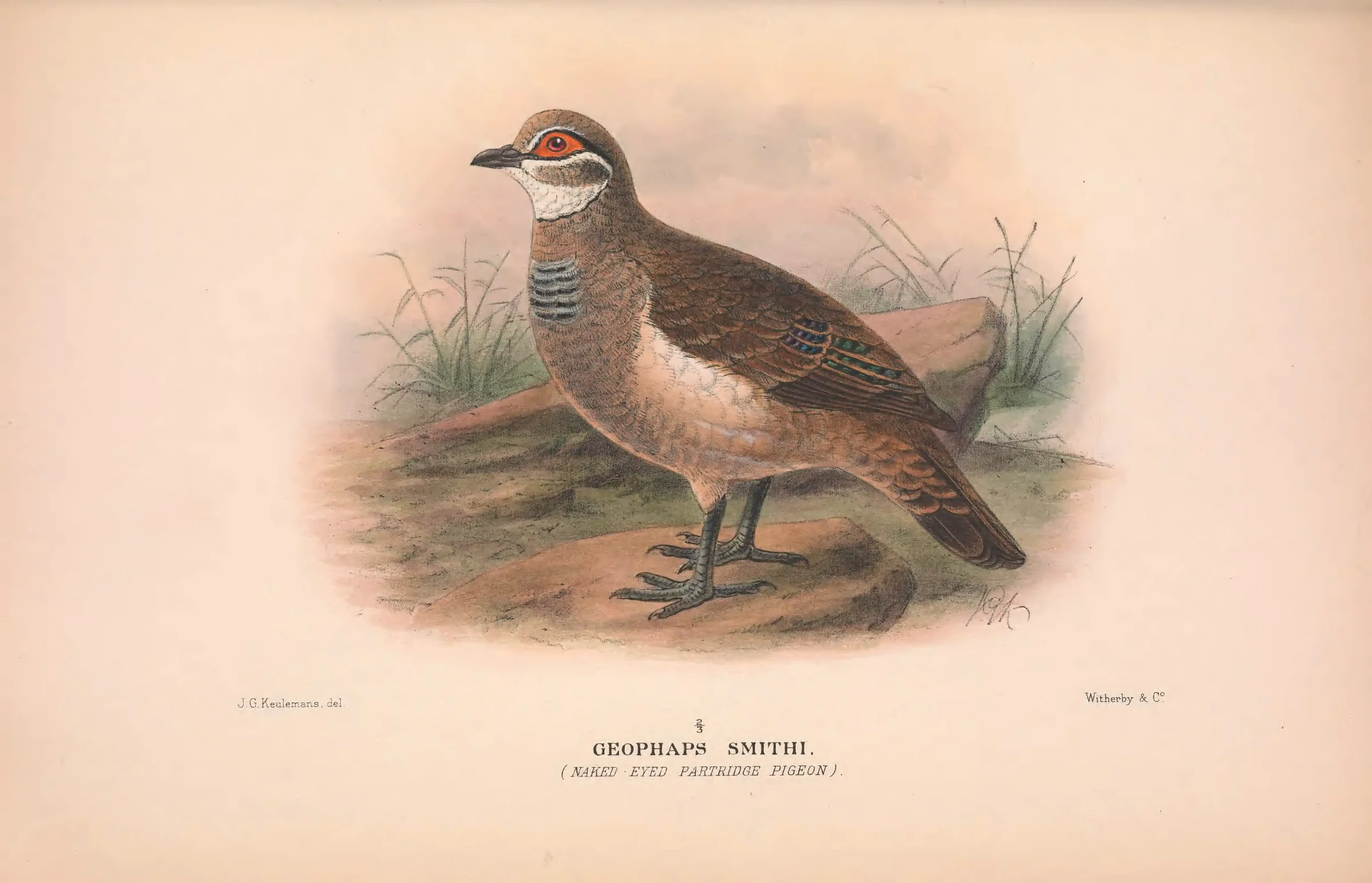 Historical bird plate: Partridge Pigeon