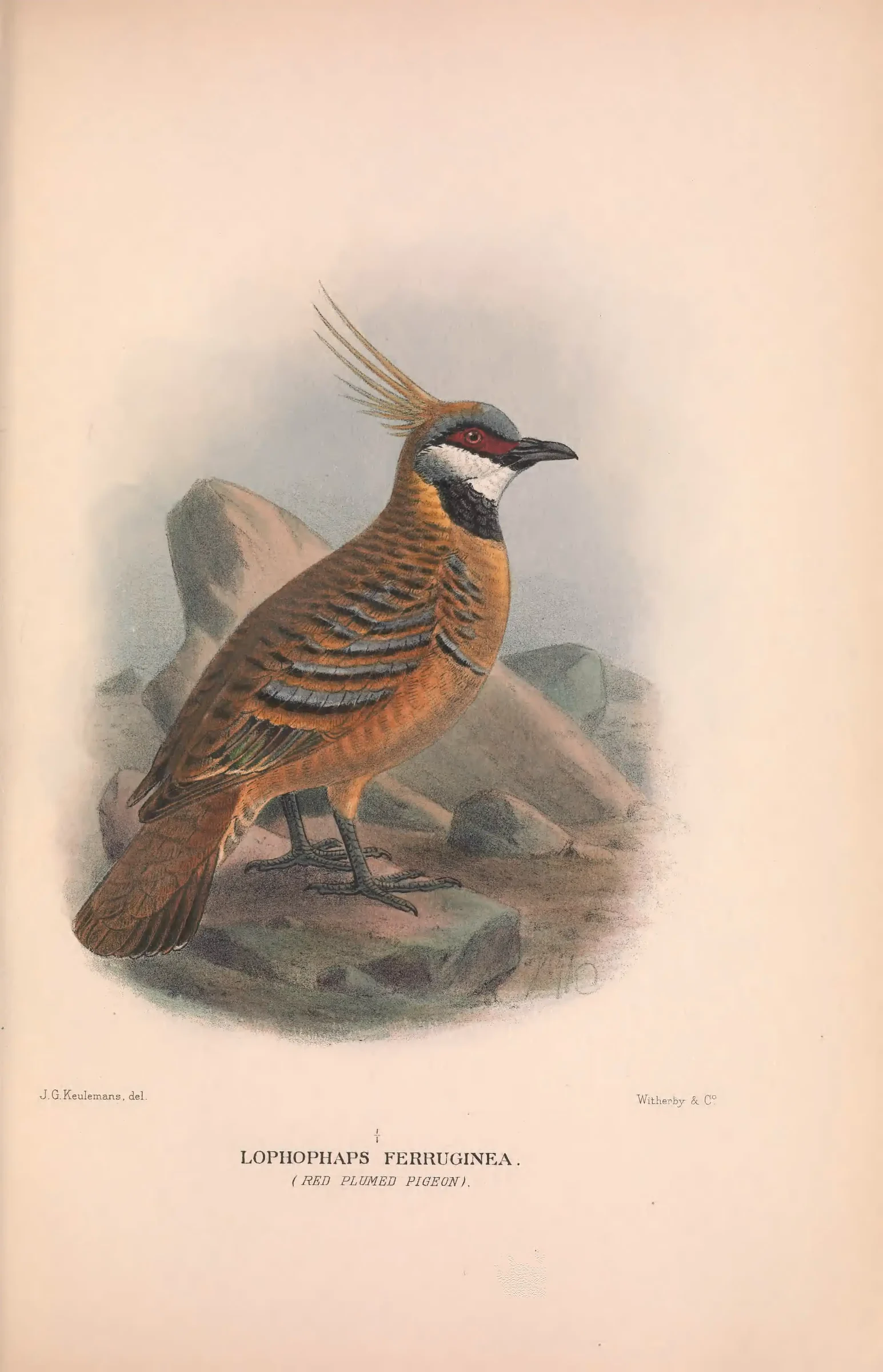 Historical bird plate: Spinifex Pigeon
