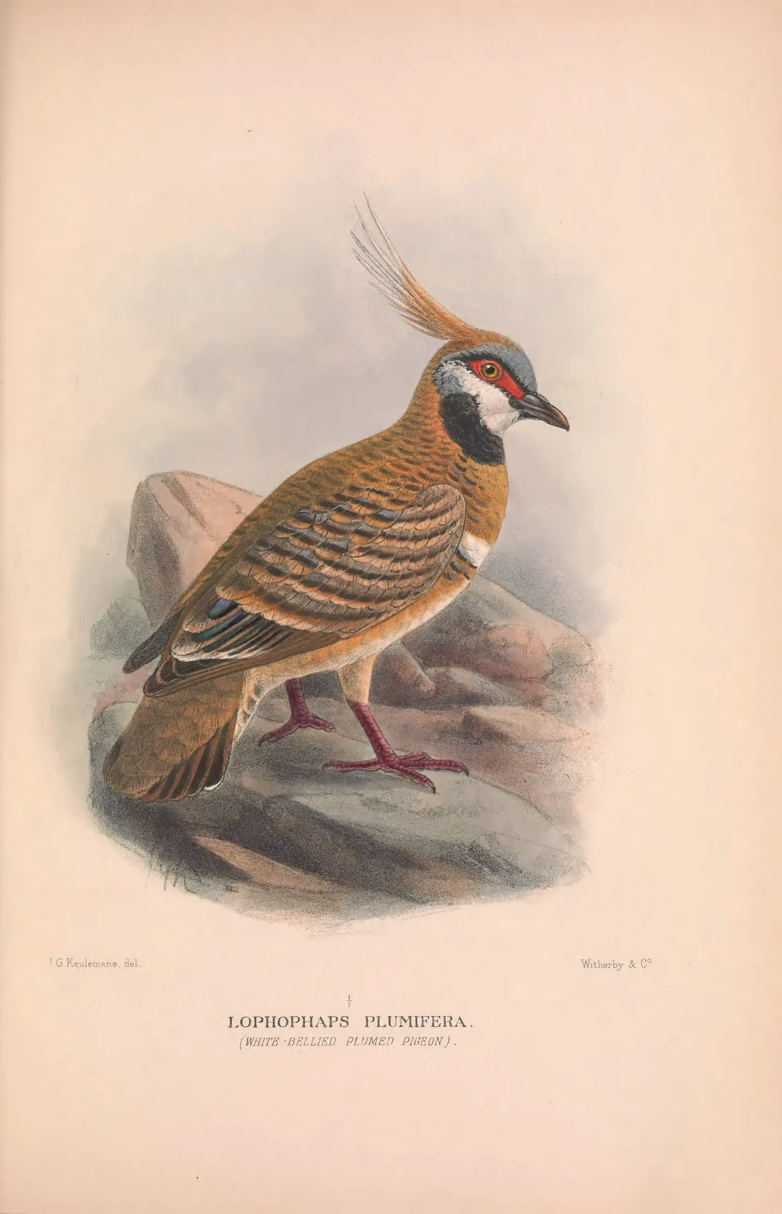 Historical bird plate: Spinifex Pigeon
