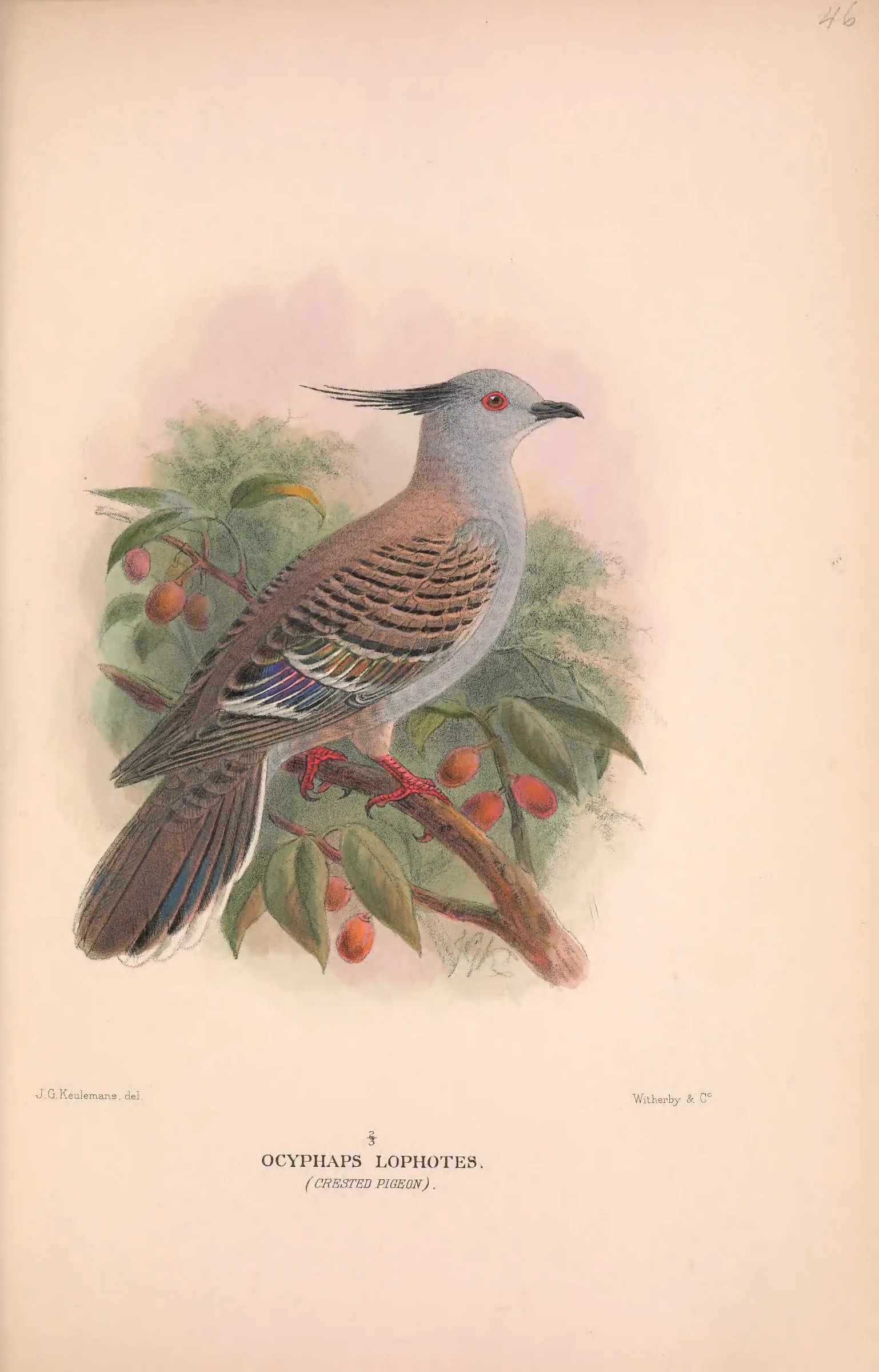 Historical bird plate: Crested Pigeon
