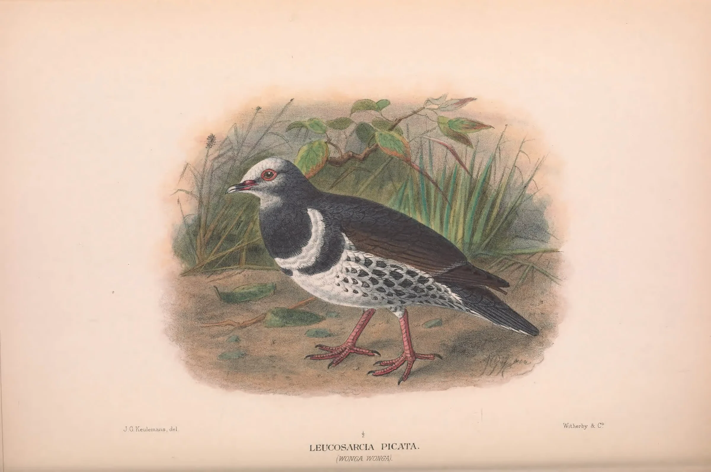 Historical bird plate: Wonga Pigeon