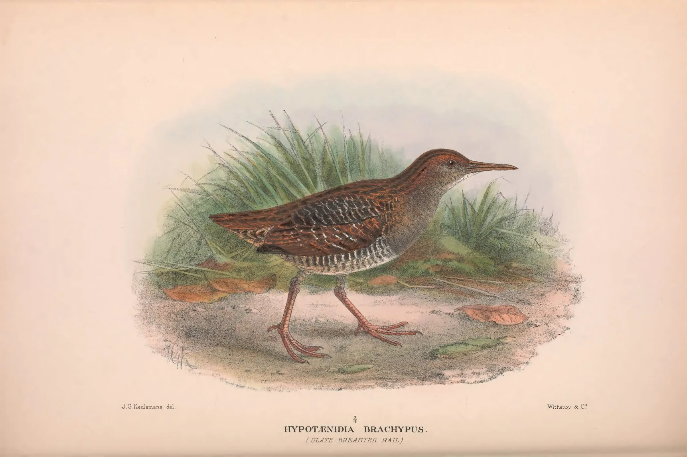 Historical bird plate: Lewin's Rail