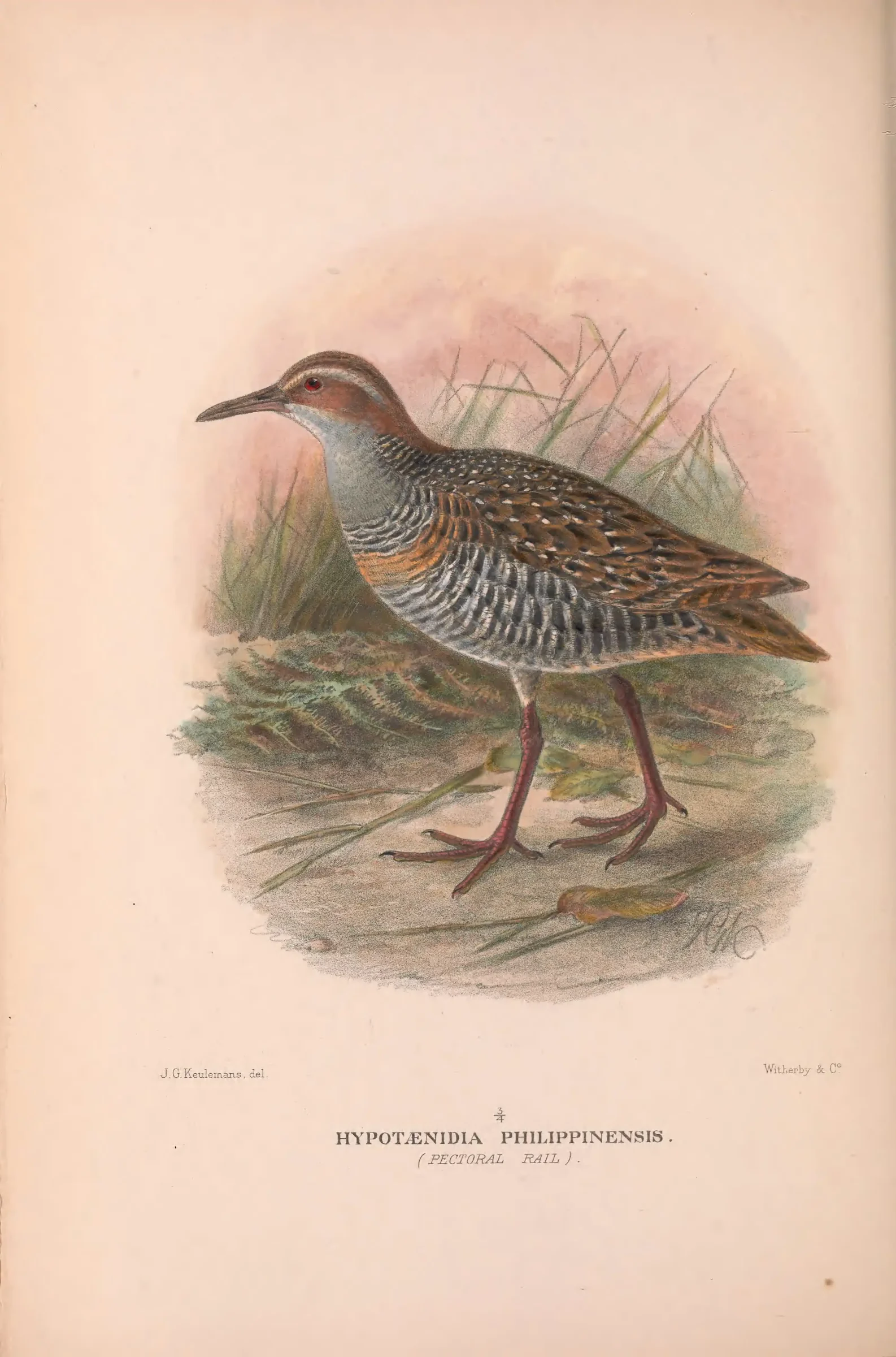 Historical bird plate: Buff-banded Rail