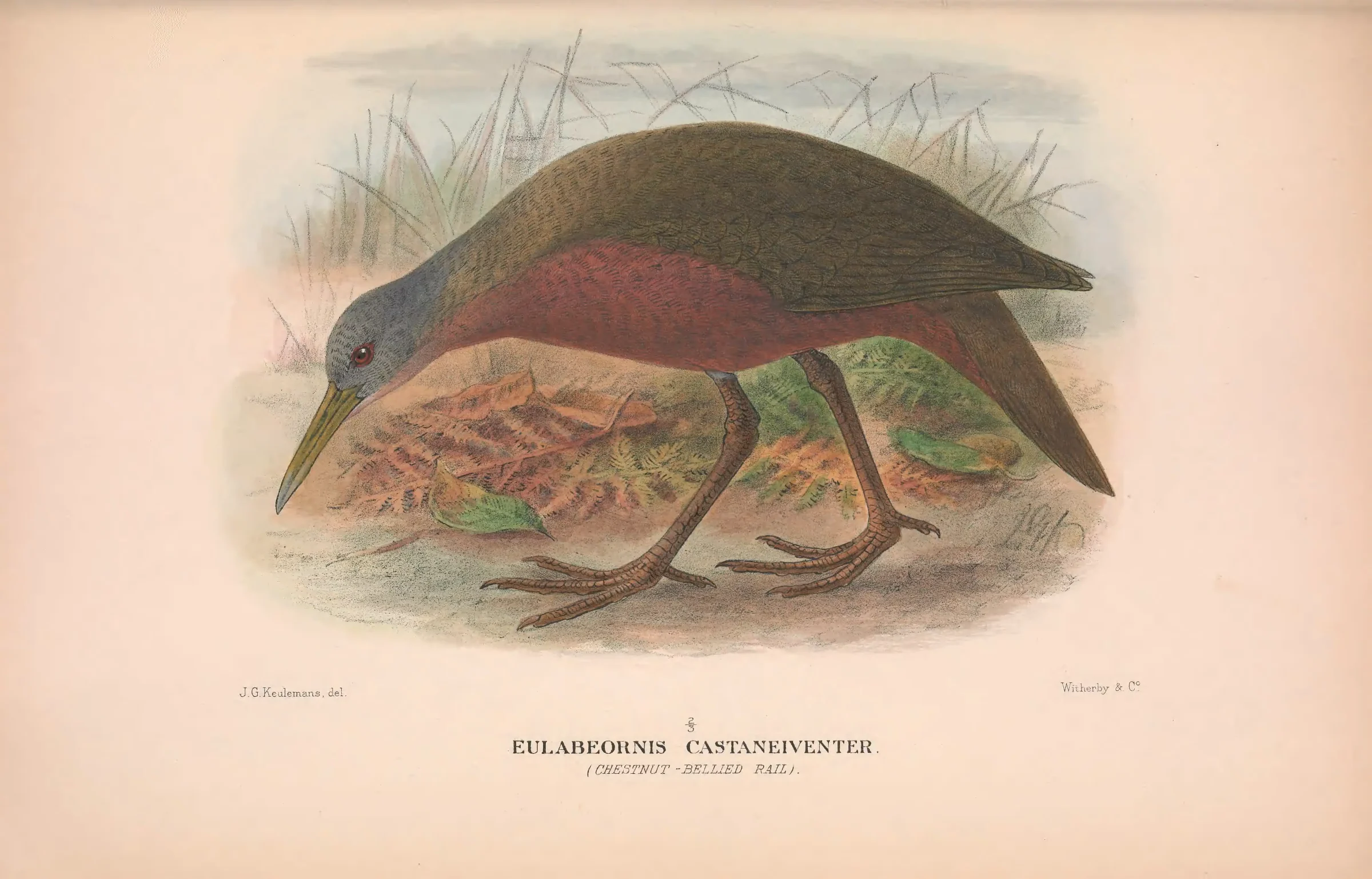 Historical bird plate: Chestnut Rail