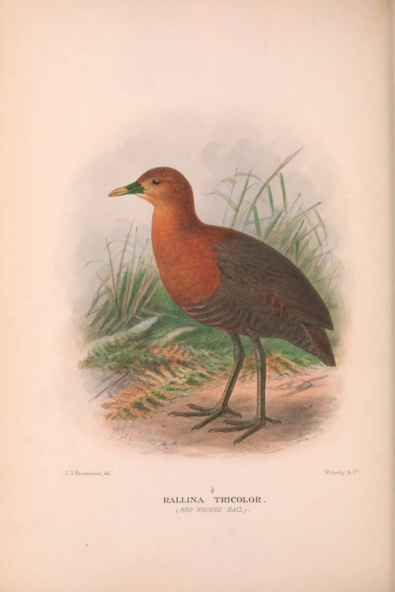 Historical bird plate: Red-necked Crake