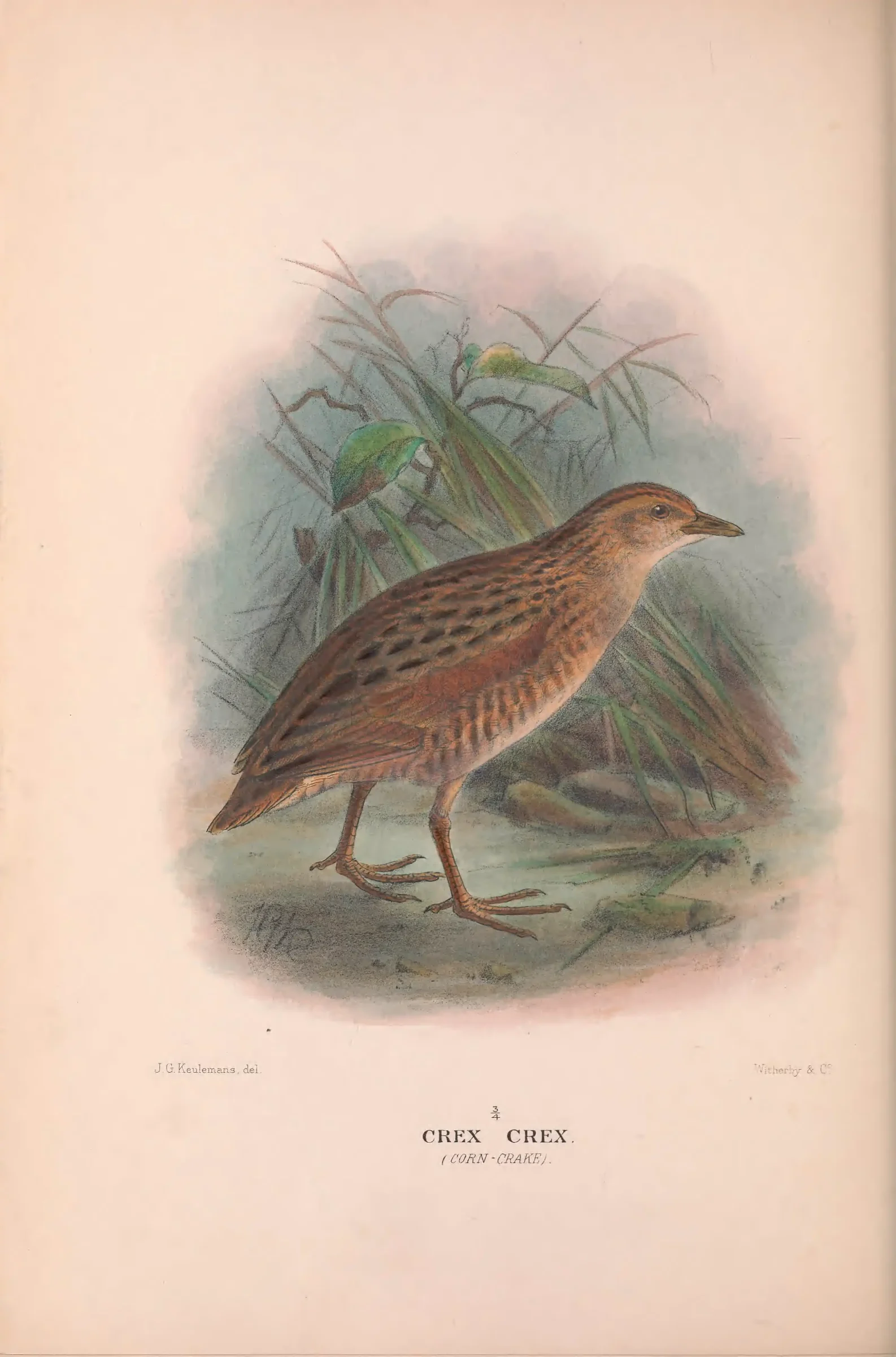 Historical bird plate: Corn Crake