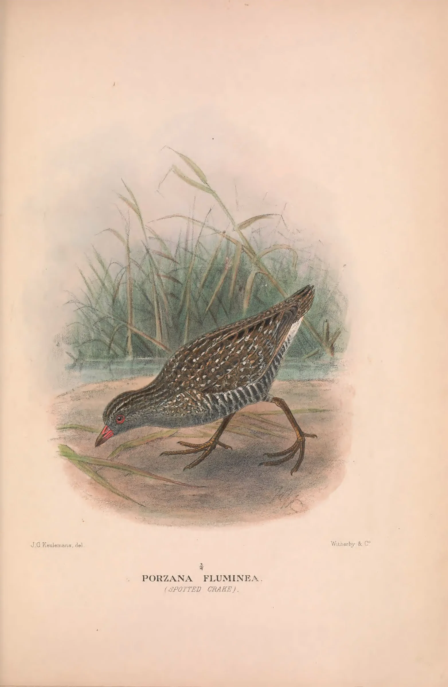 Historical bird plate: Australian Crake