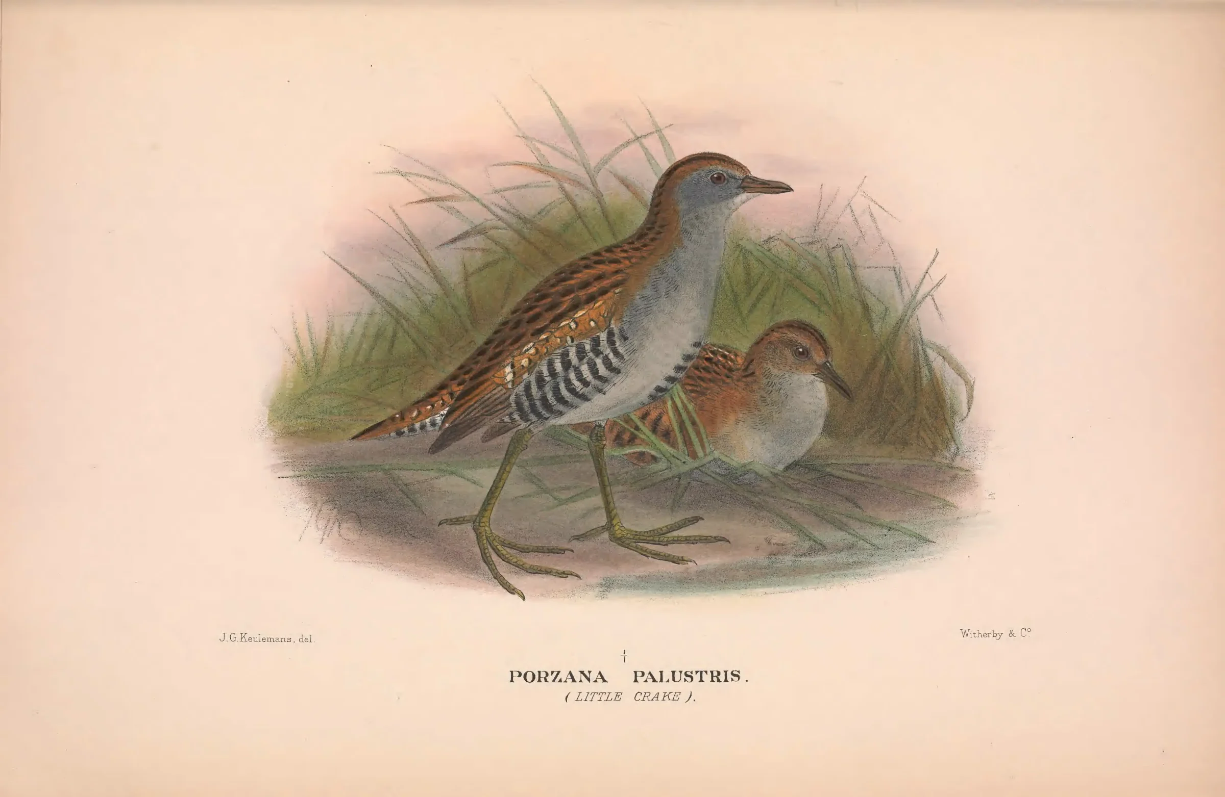 Historical bird plate: Baillon's Crake