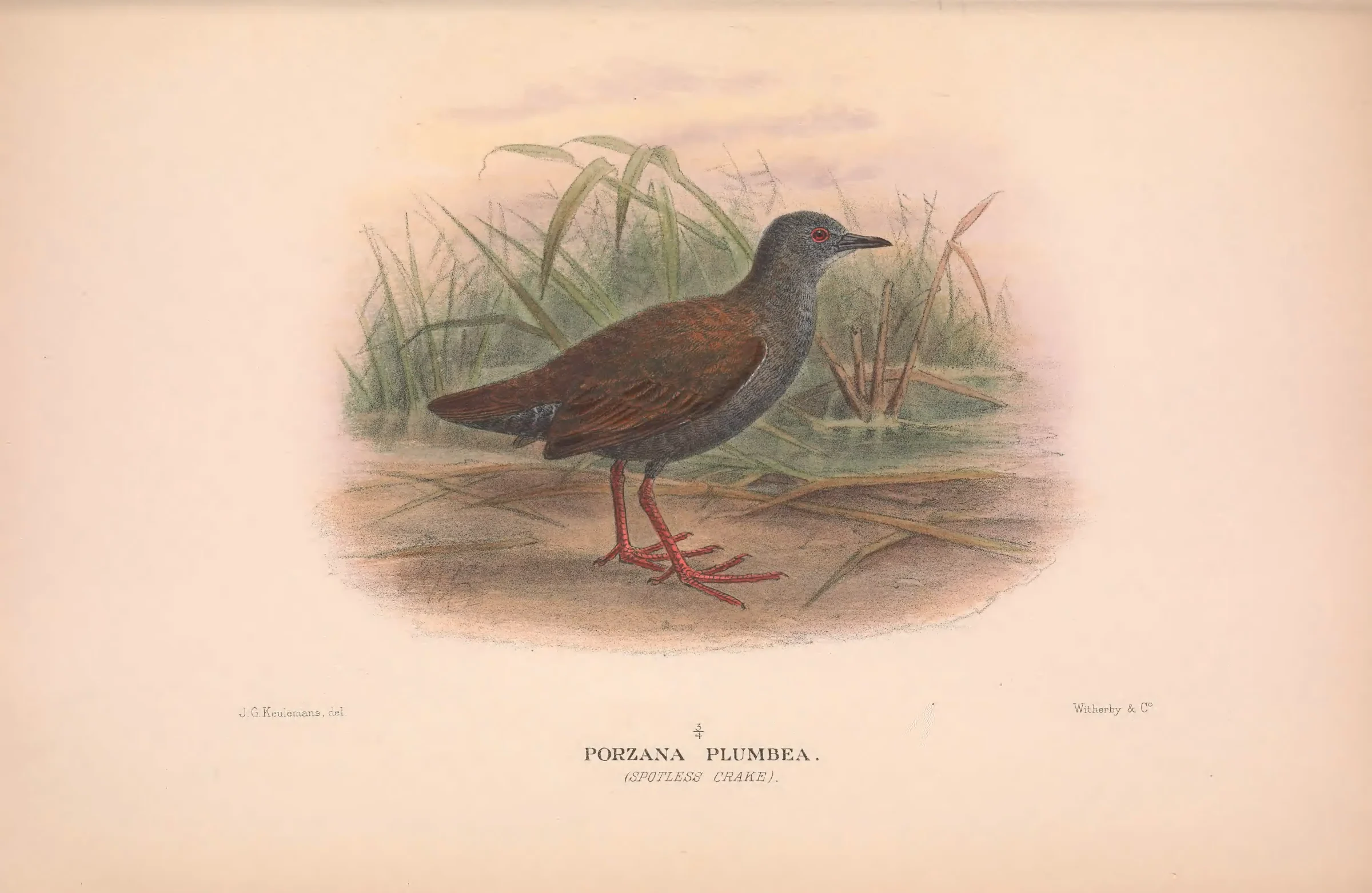 Historical bird plate: Spotless Crake
