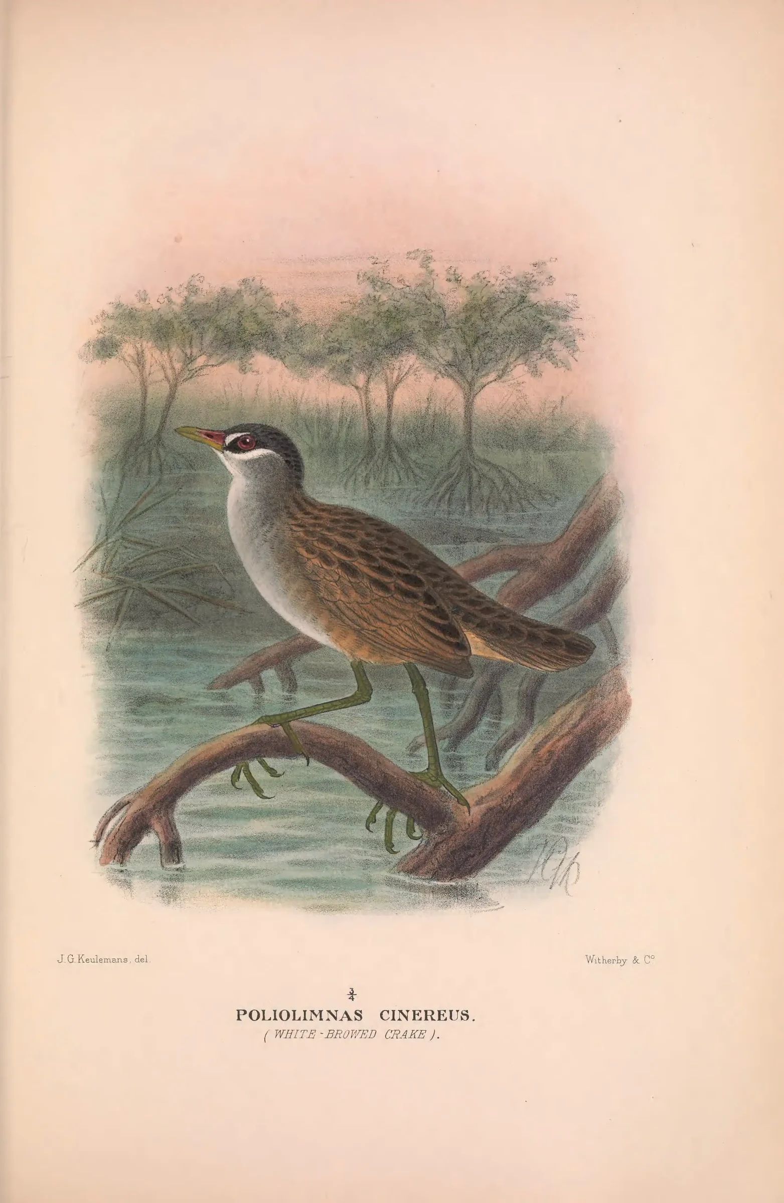 Historical bird plate: White-browed Crake