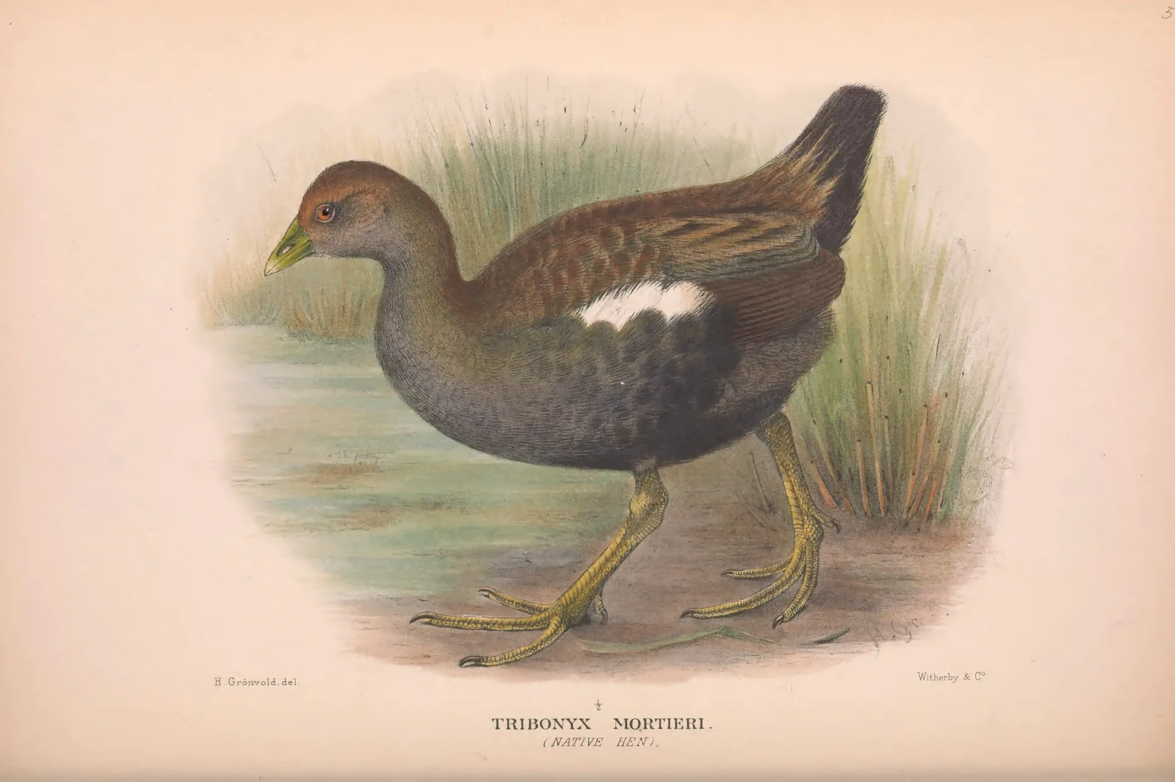 Historical bird plate: Tasmanian Nativehen