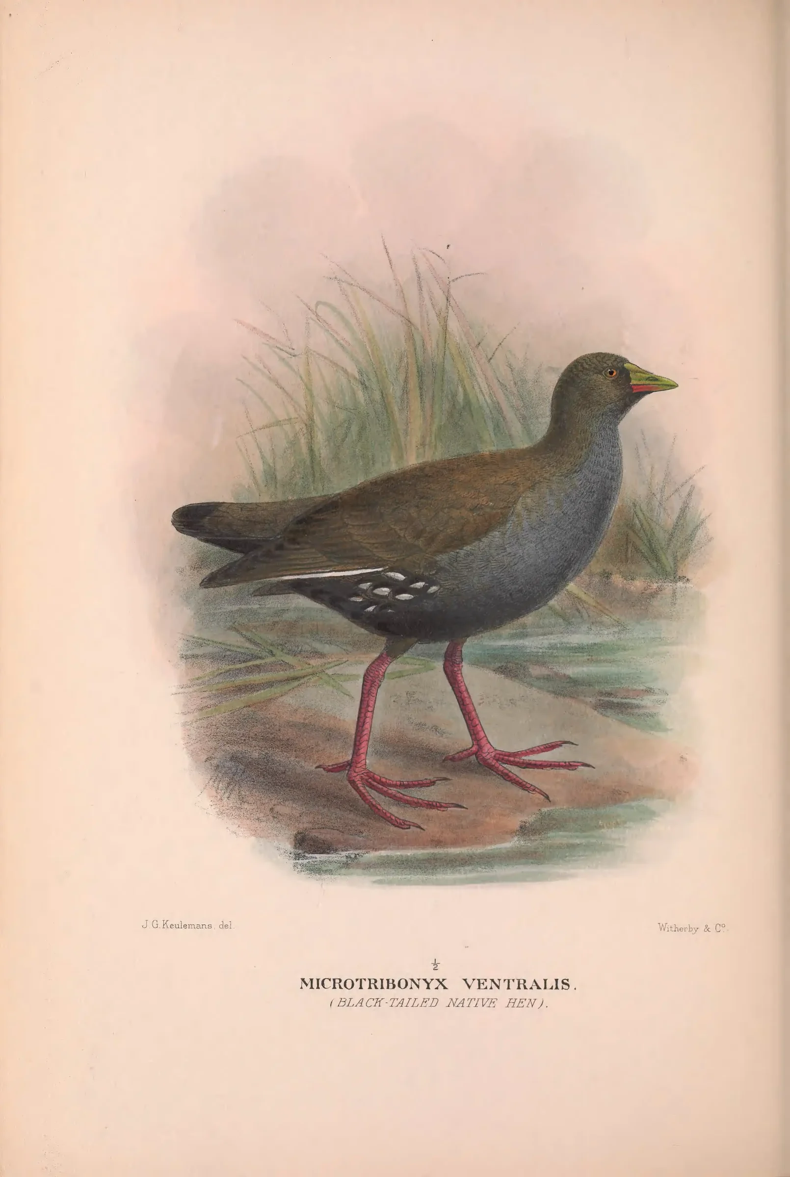 Historical bird plate: Black-tailed Nativehen