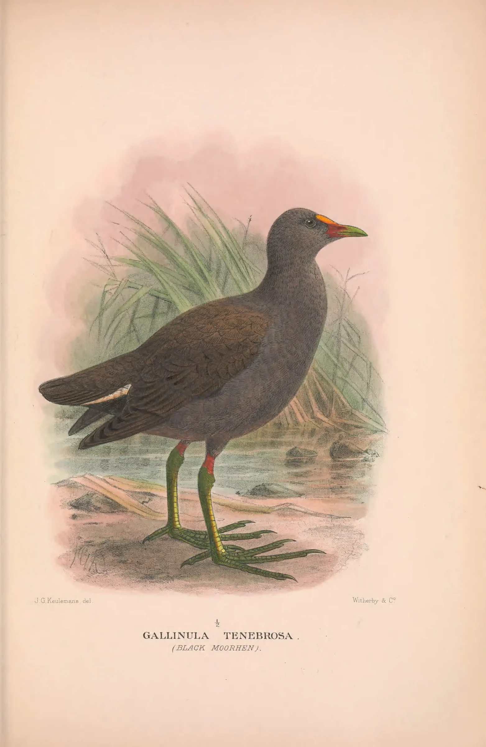 Historical bird plate: Dusky Moorhen