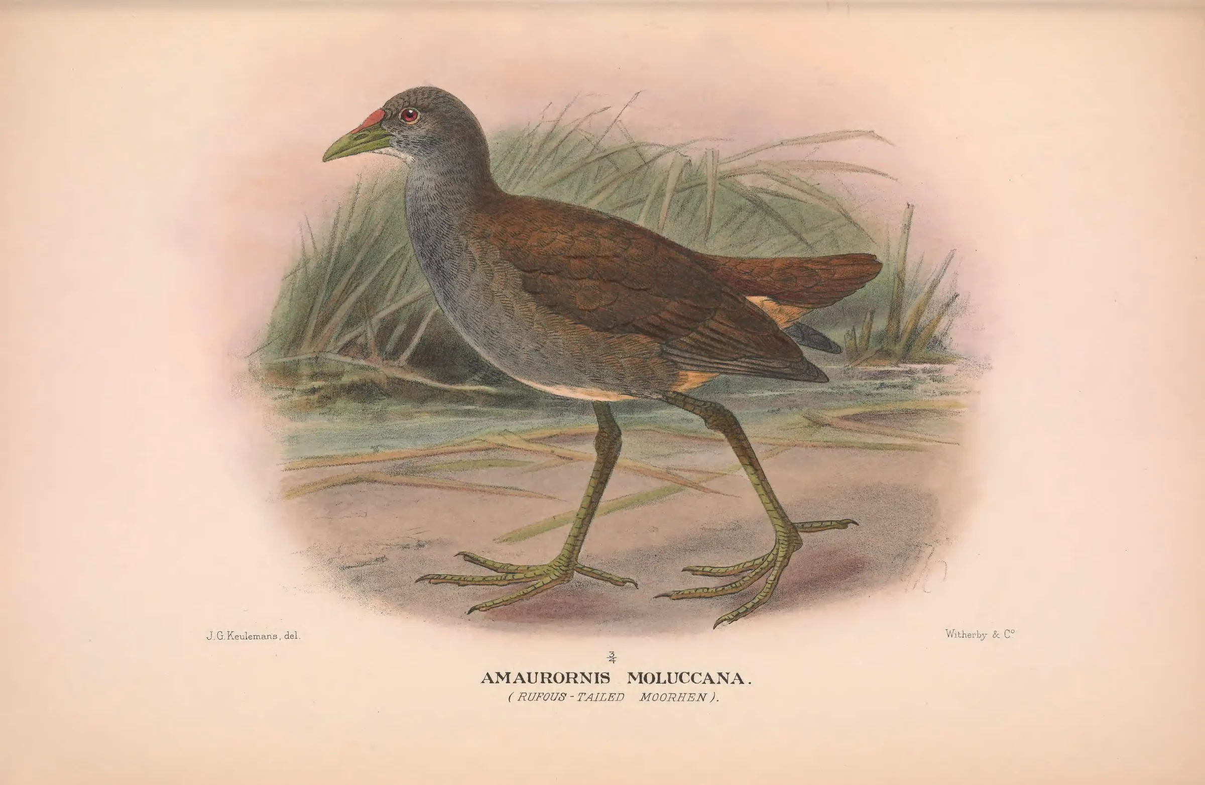 Historical bird plate: Pale-vented Bush-hen