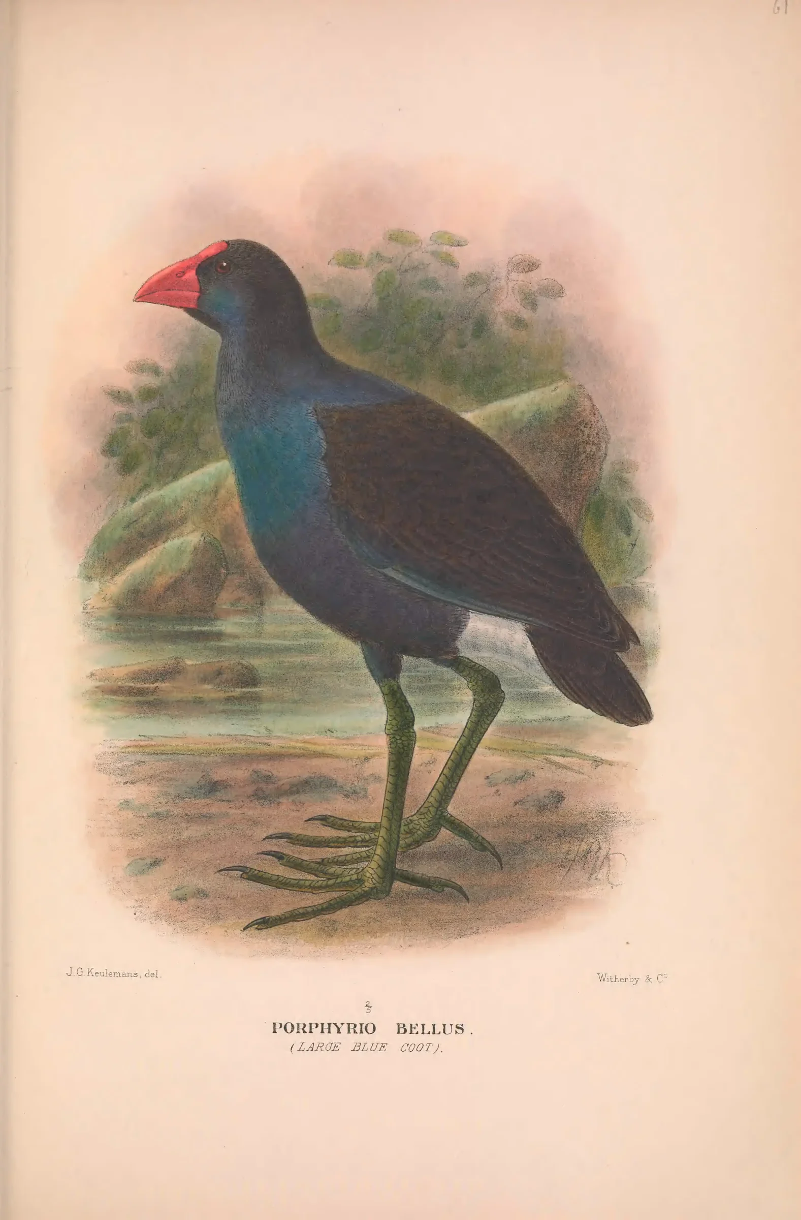 Historical bird plate: Purple Swamphen