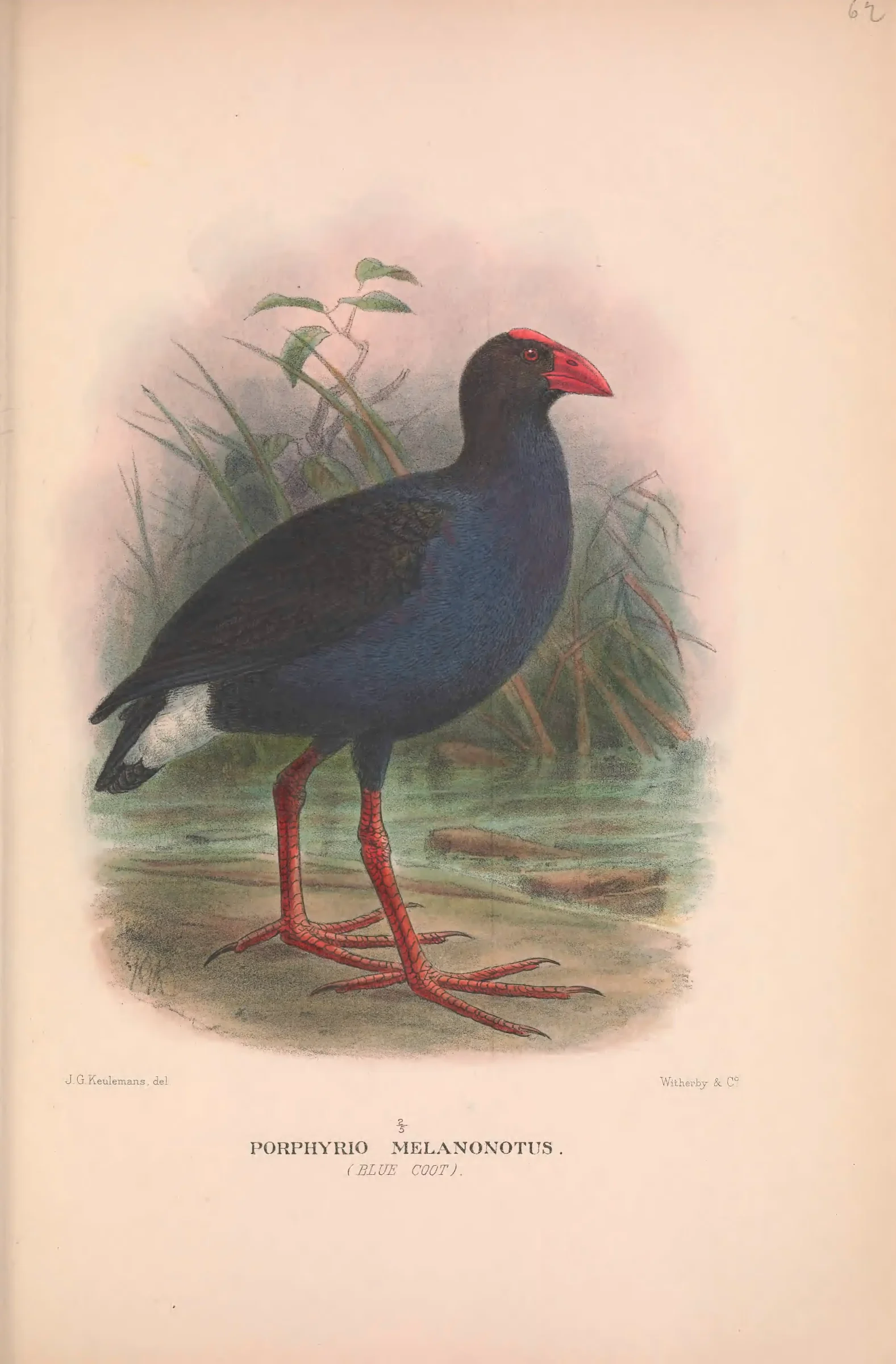 Historical bird plate: Purple Swamphen