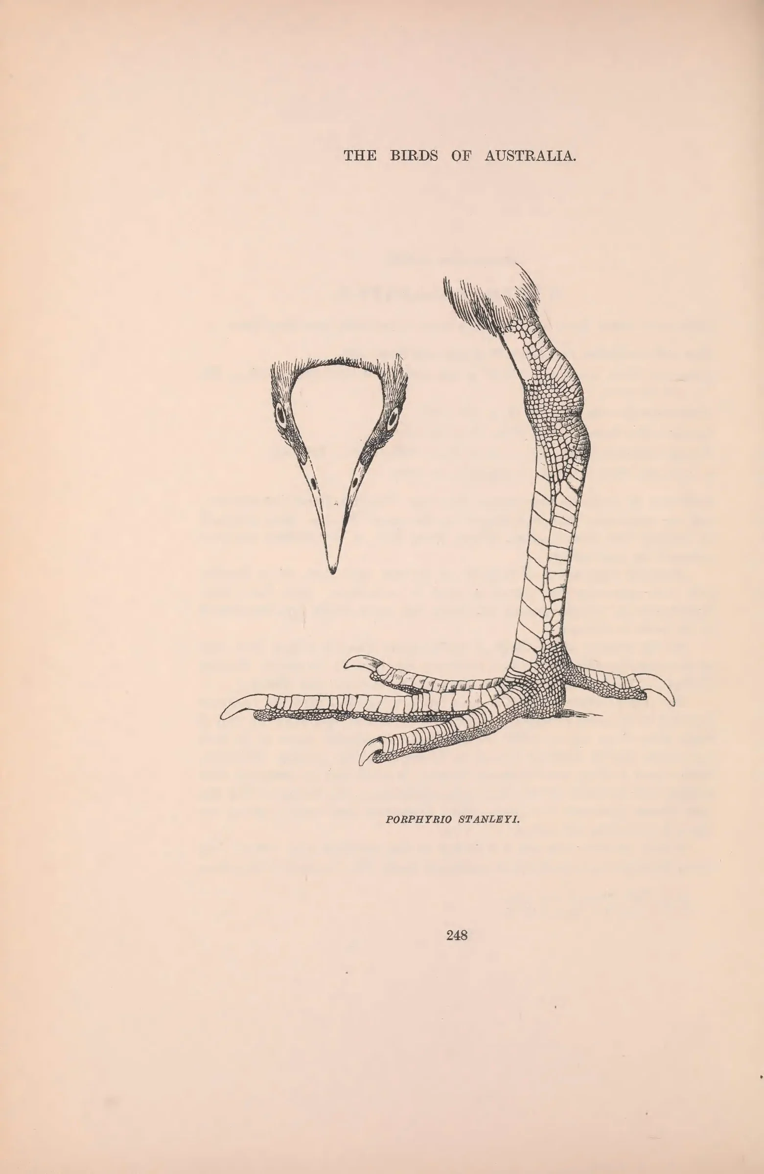 Historical bird plate: Purple Swamphen