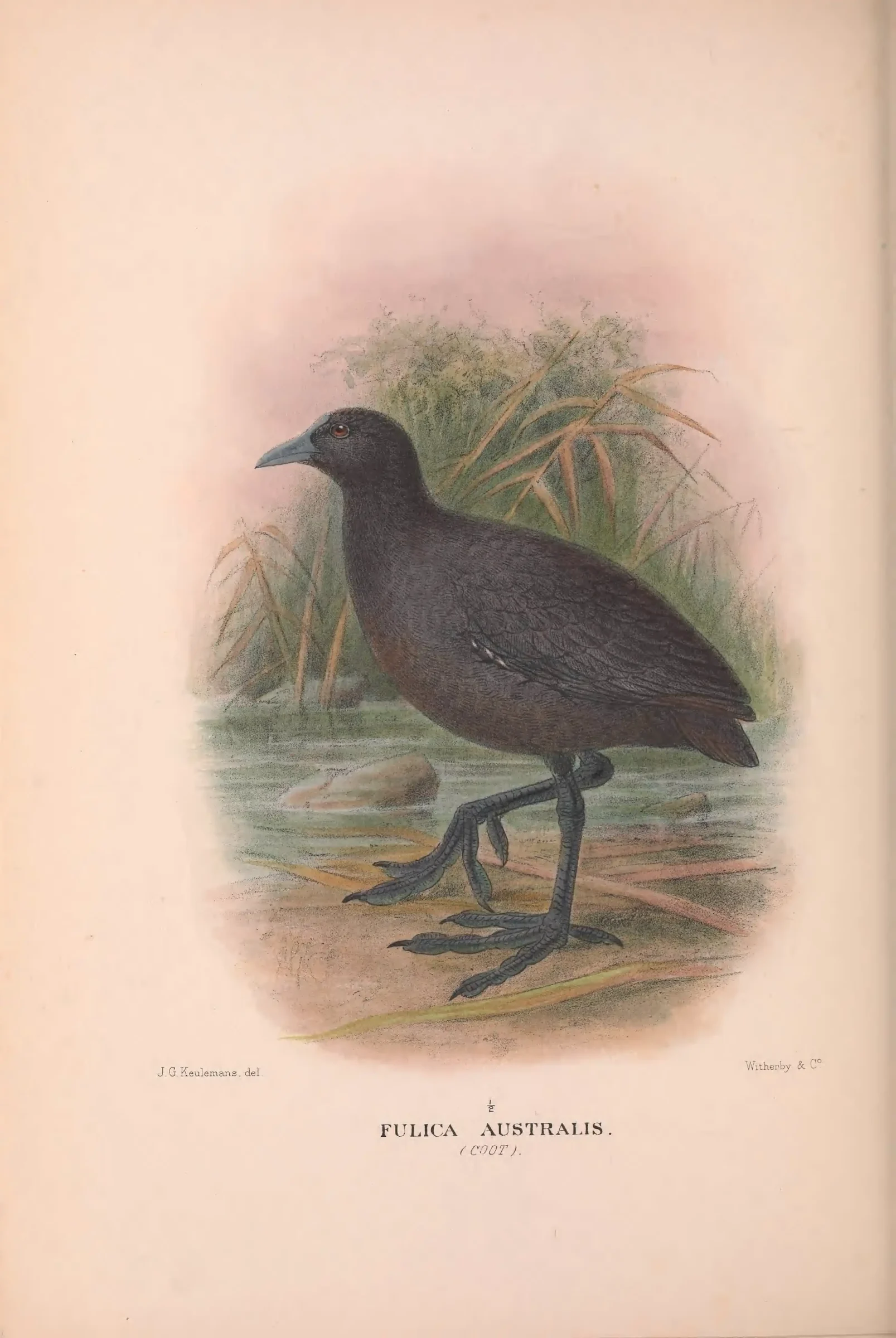 Historical bird plate: Eurasian Coot