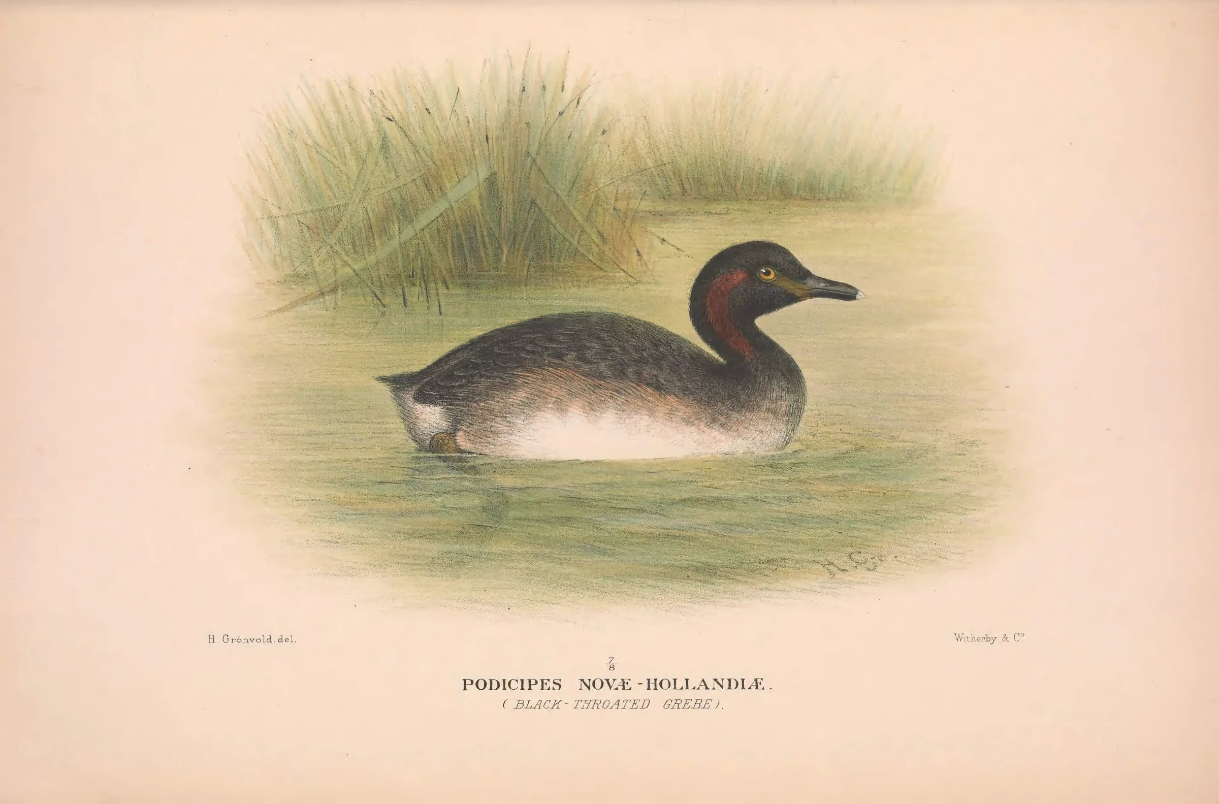 Historical bird plate: Australasian Grebe