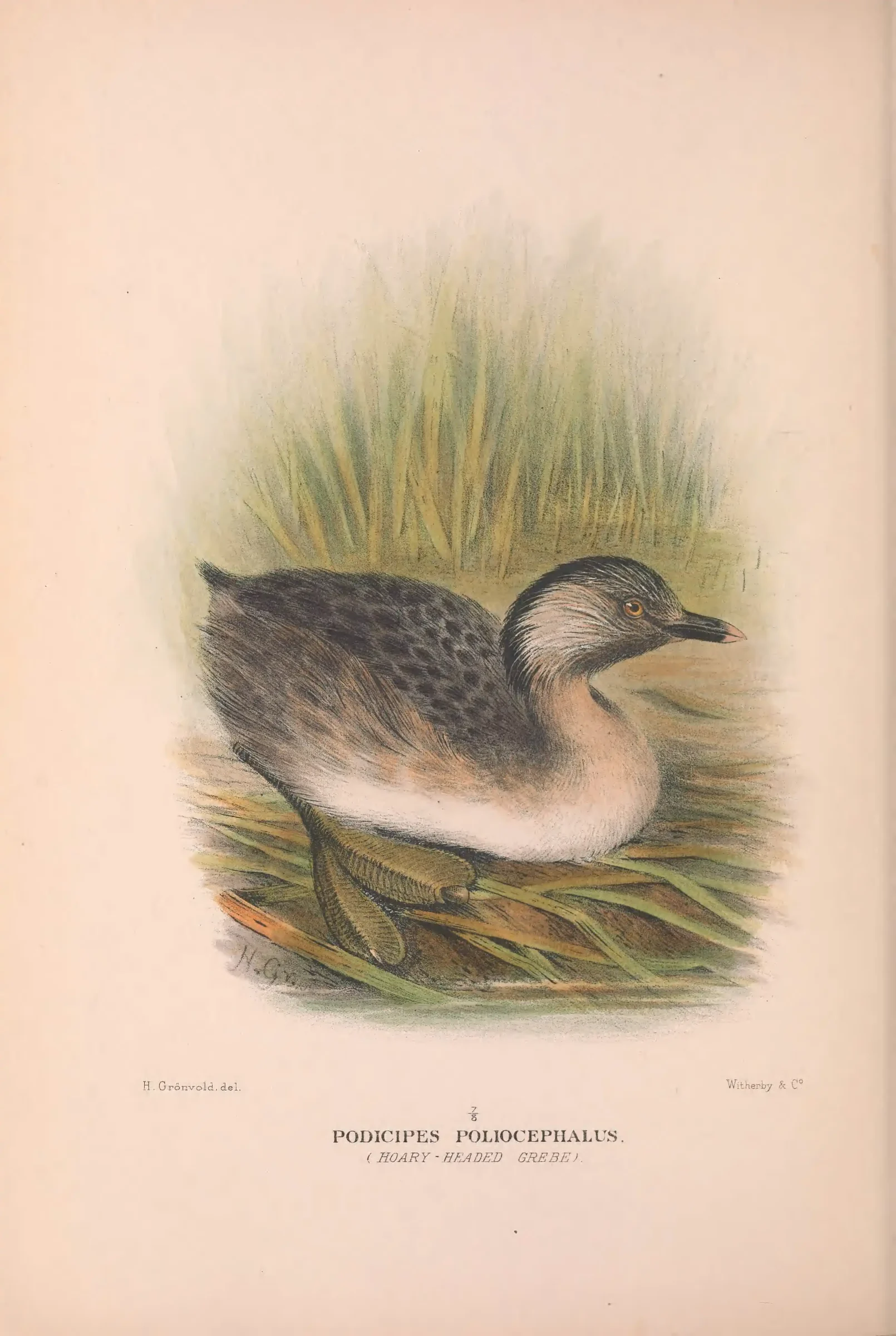 Historical bird plate: Hoary-headed Grebe