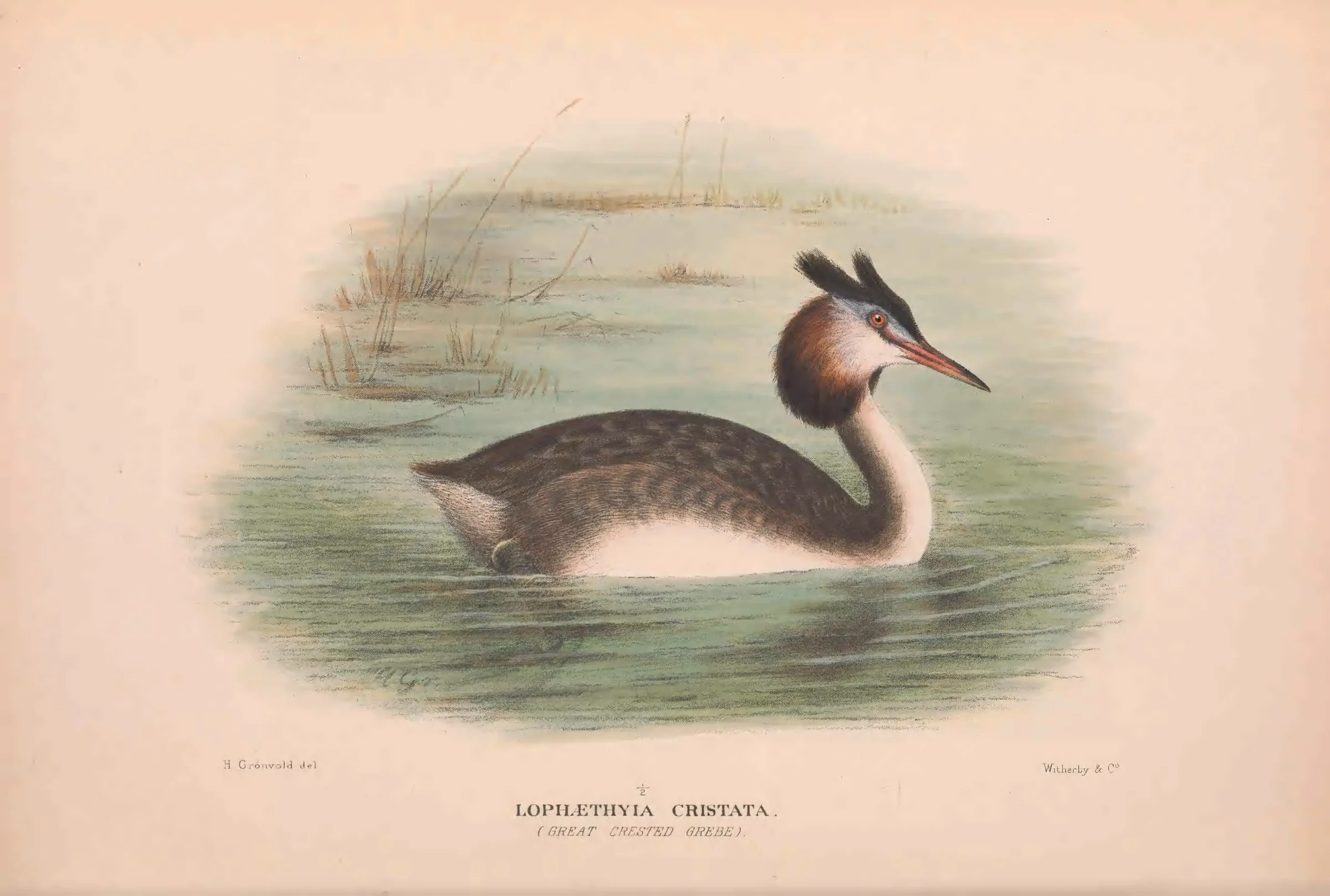 Historical bird plate: Great Crested Grebe