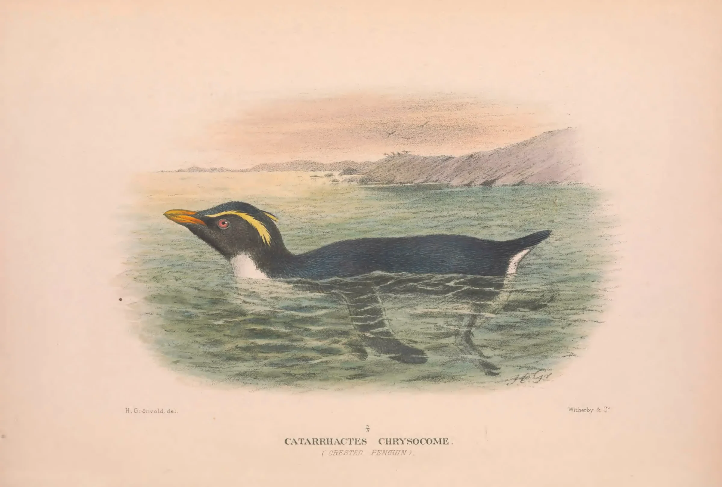 Unresolved historical bird plate from The Birds of Australia