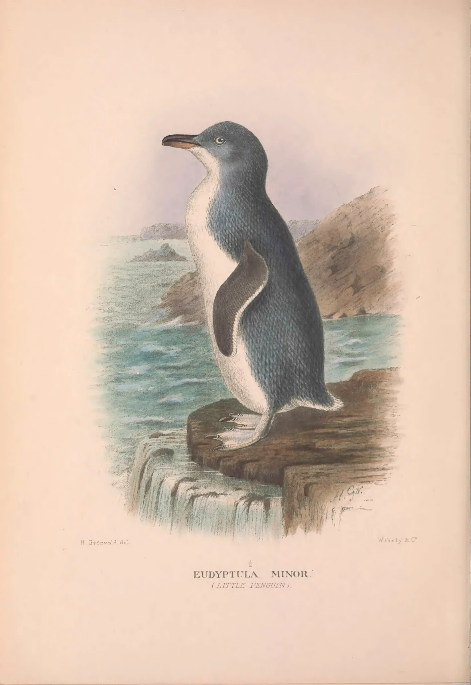 Historical bird plate: Little Penguin