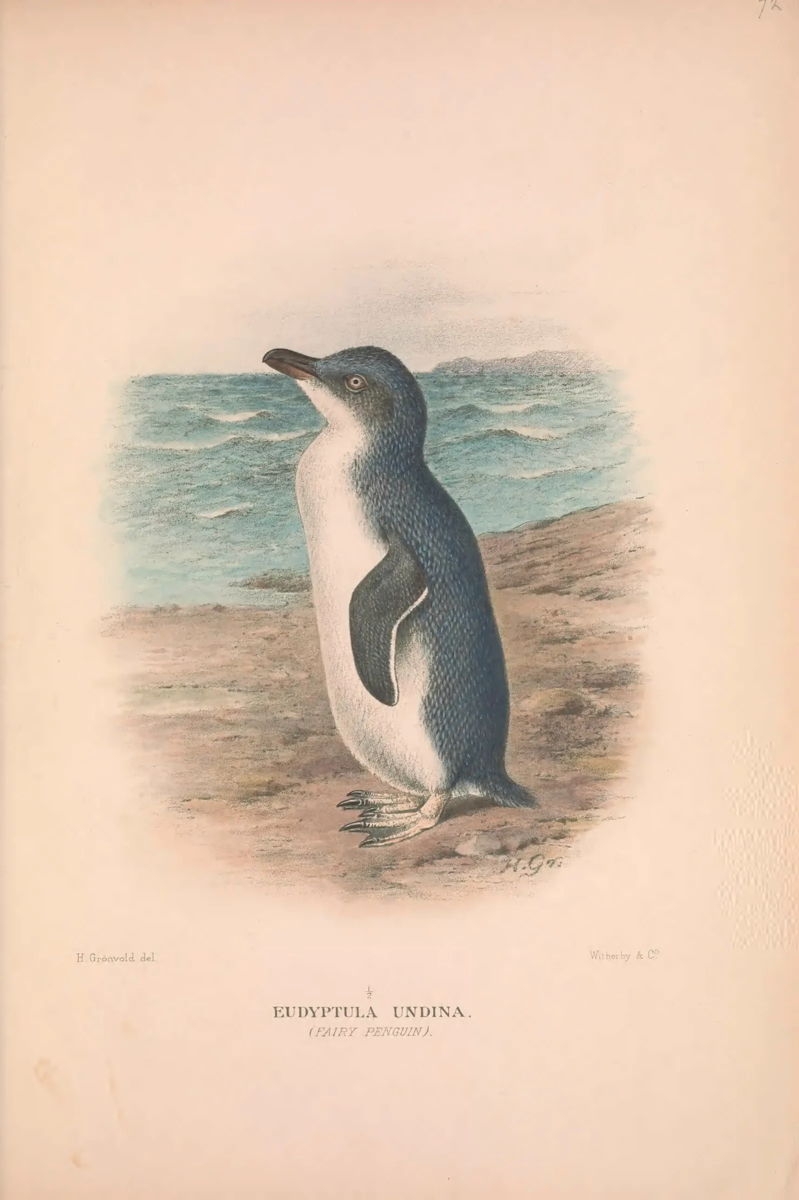 Historical bird plate: Little Penguin
