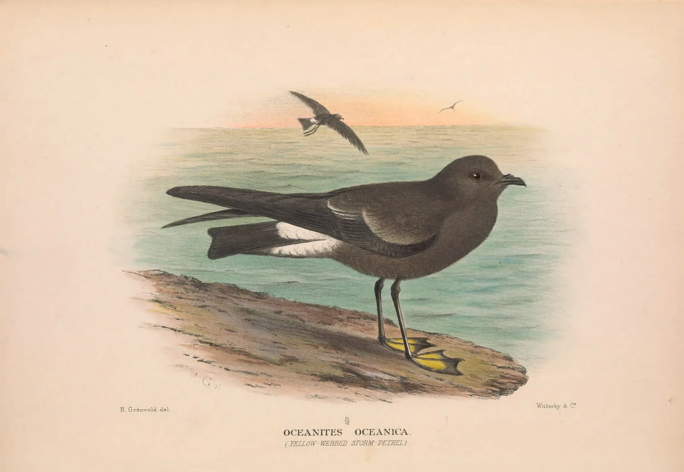 Historical bird plate: Wilson's Storm Petrel