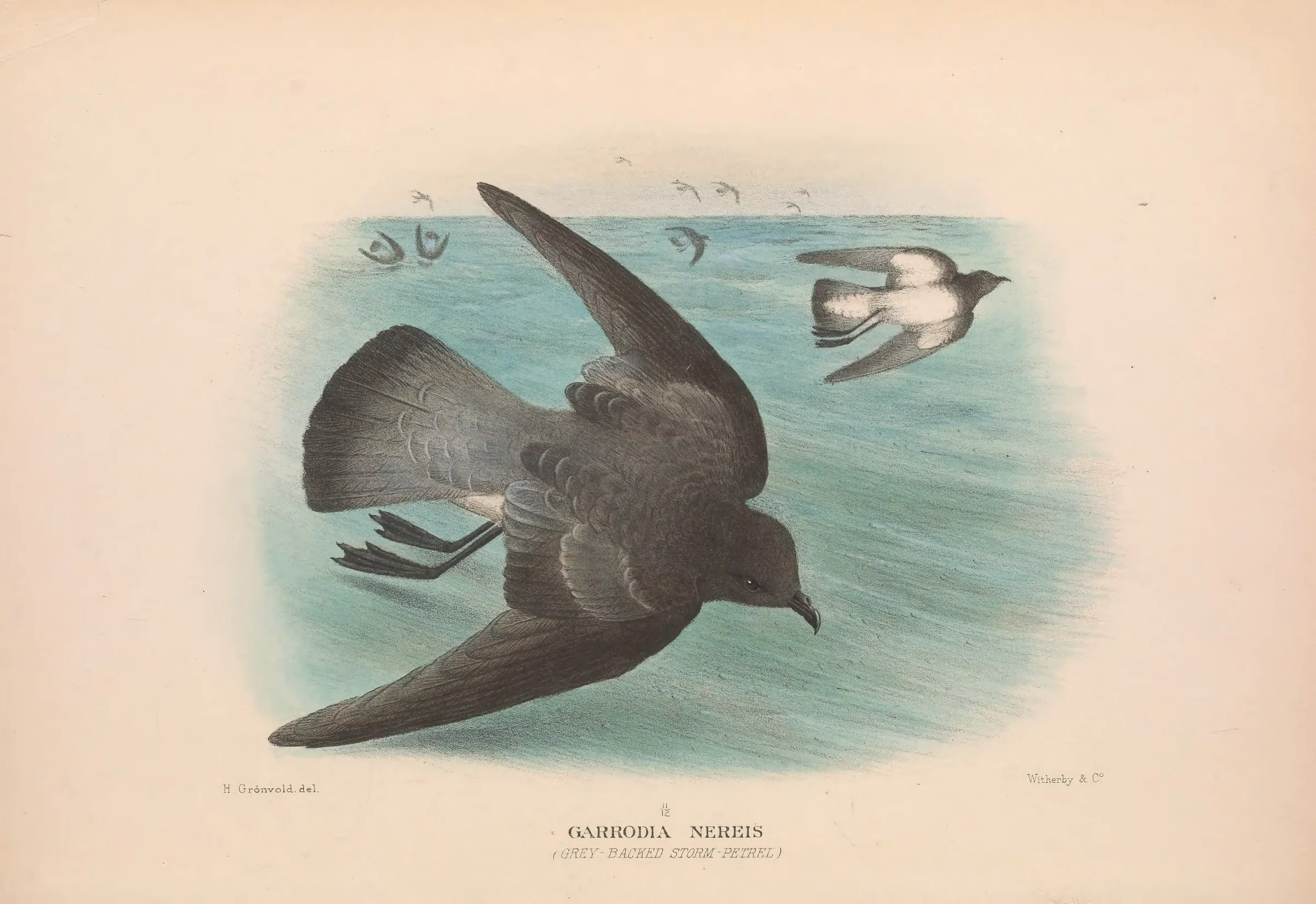 Historical bird plate: Grey-backed Storm Petrel