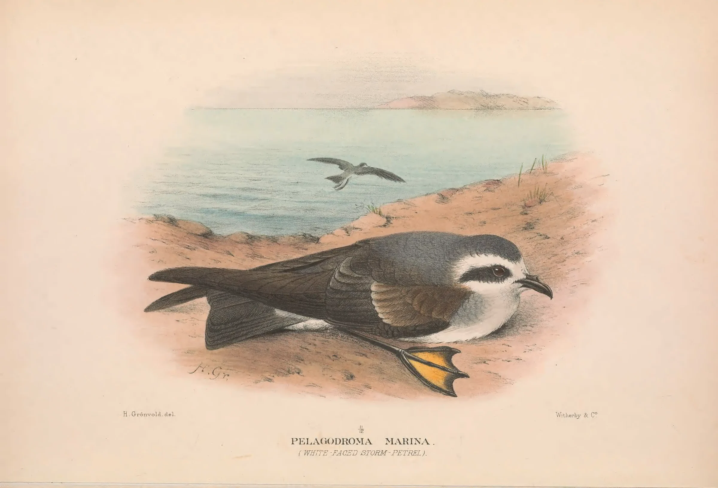 Historical bird plate: White-faced Storm Petrel