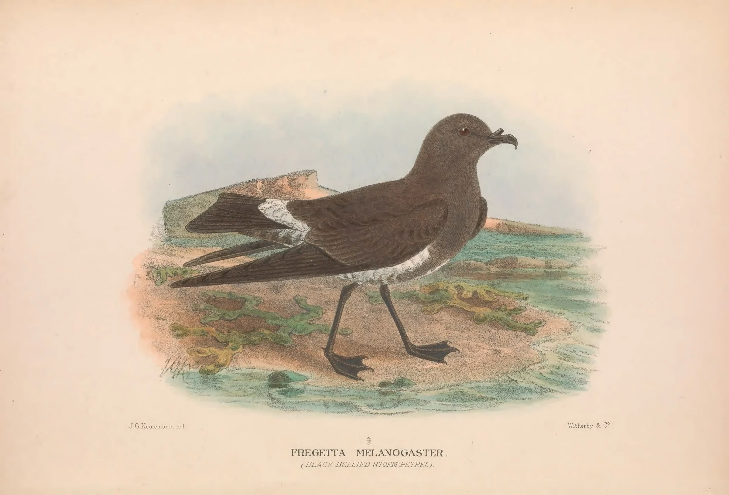 Historical bird plate: Black-bellied Storm Petrel