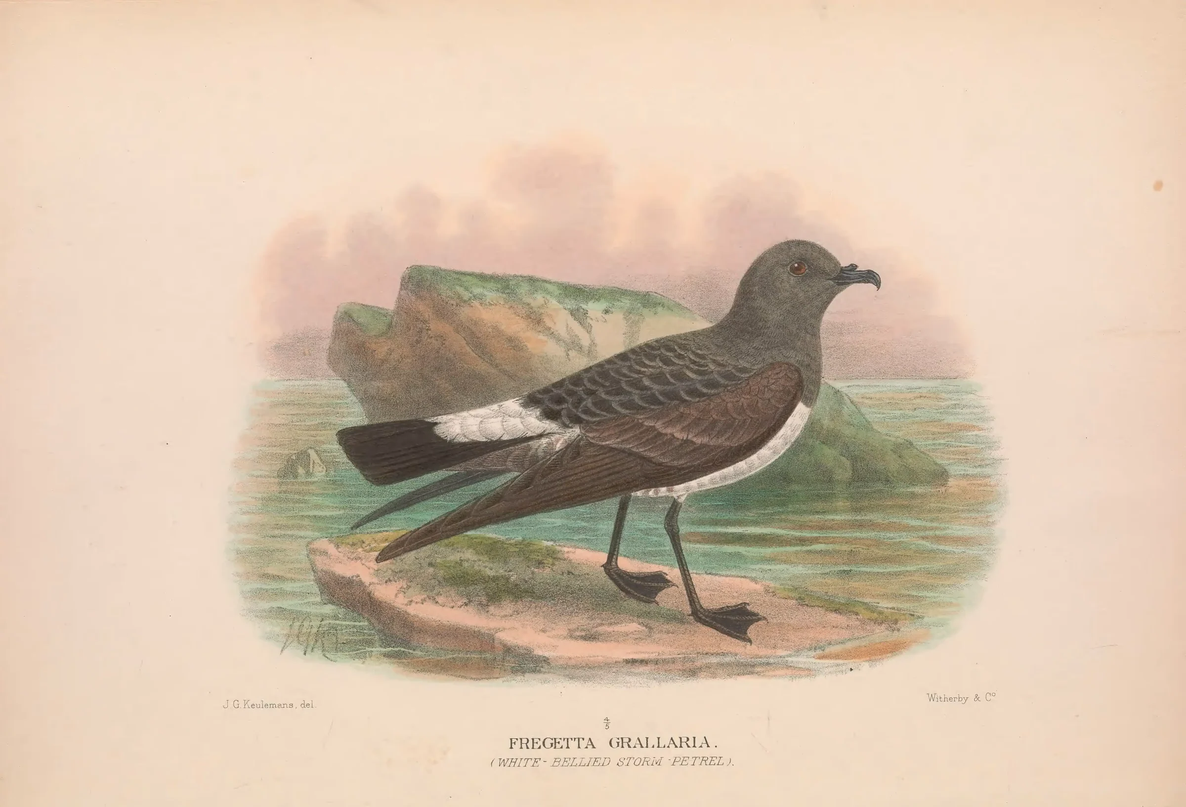 Historical bird plate: White-bellied Storm Petrel