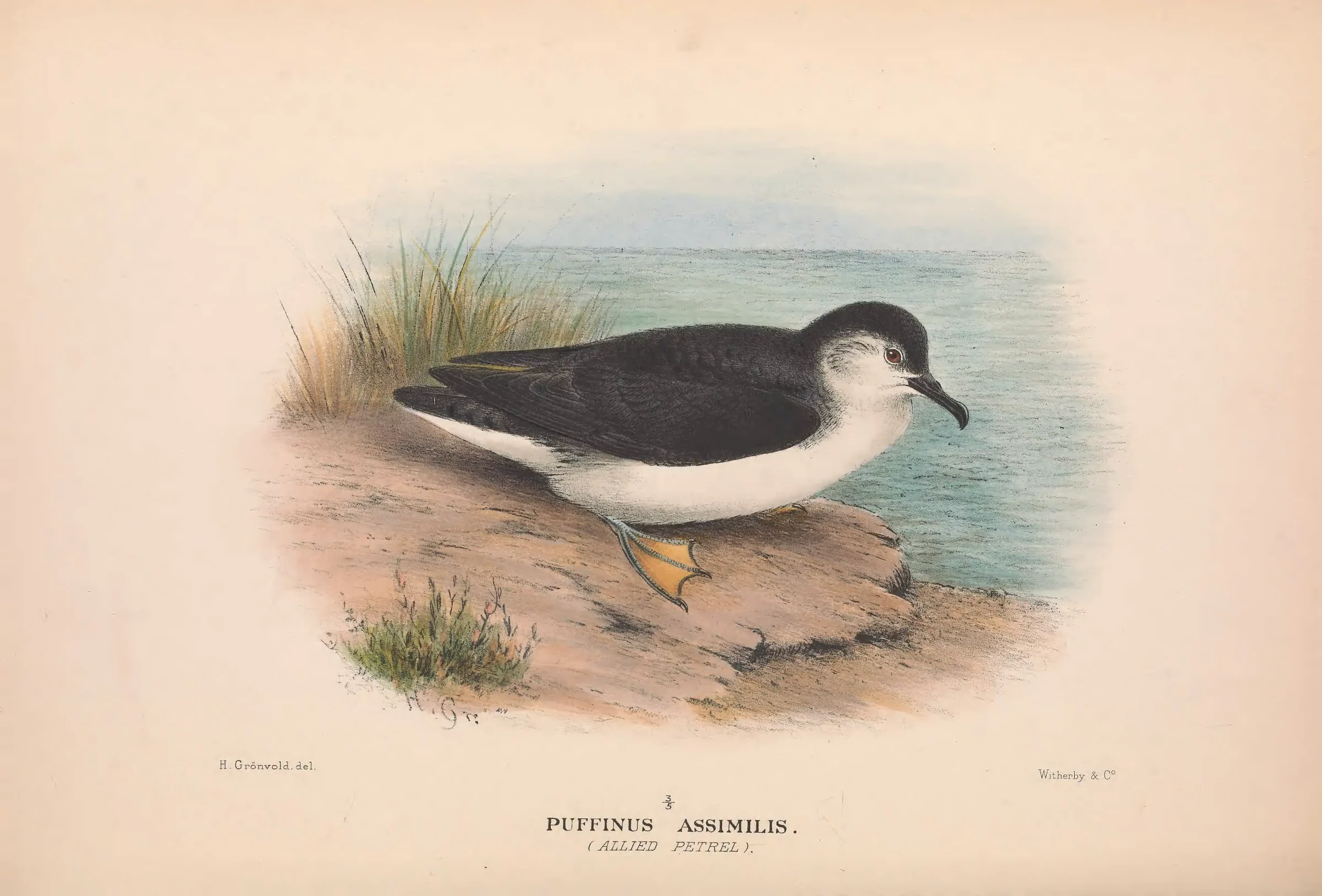 Historical bird plate: Little Shearwater