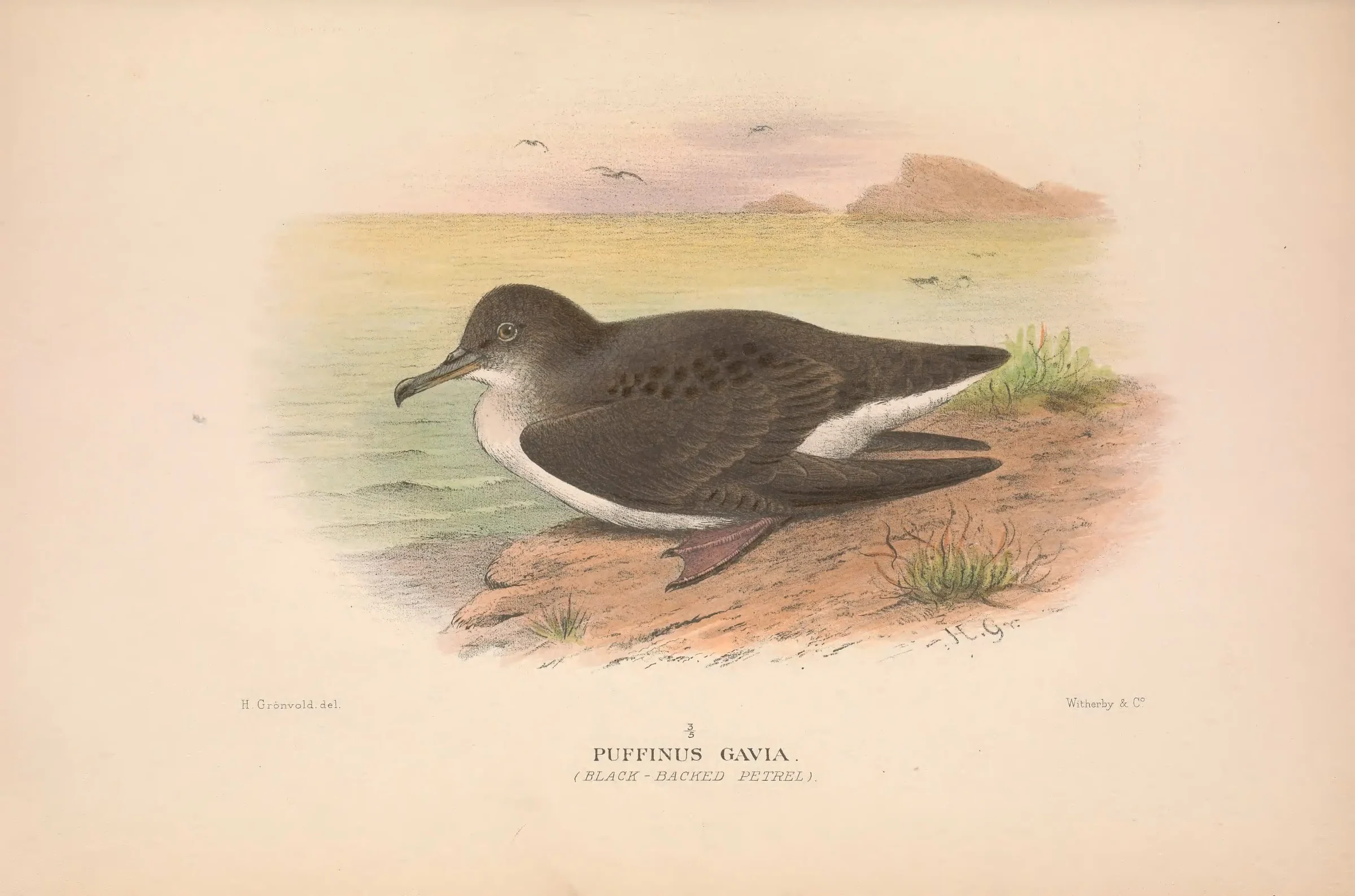 Historical bird plate: Fluttering Shearwater