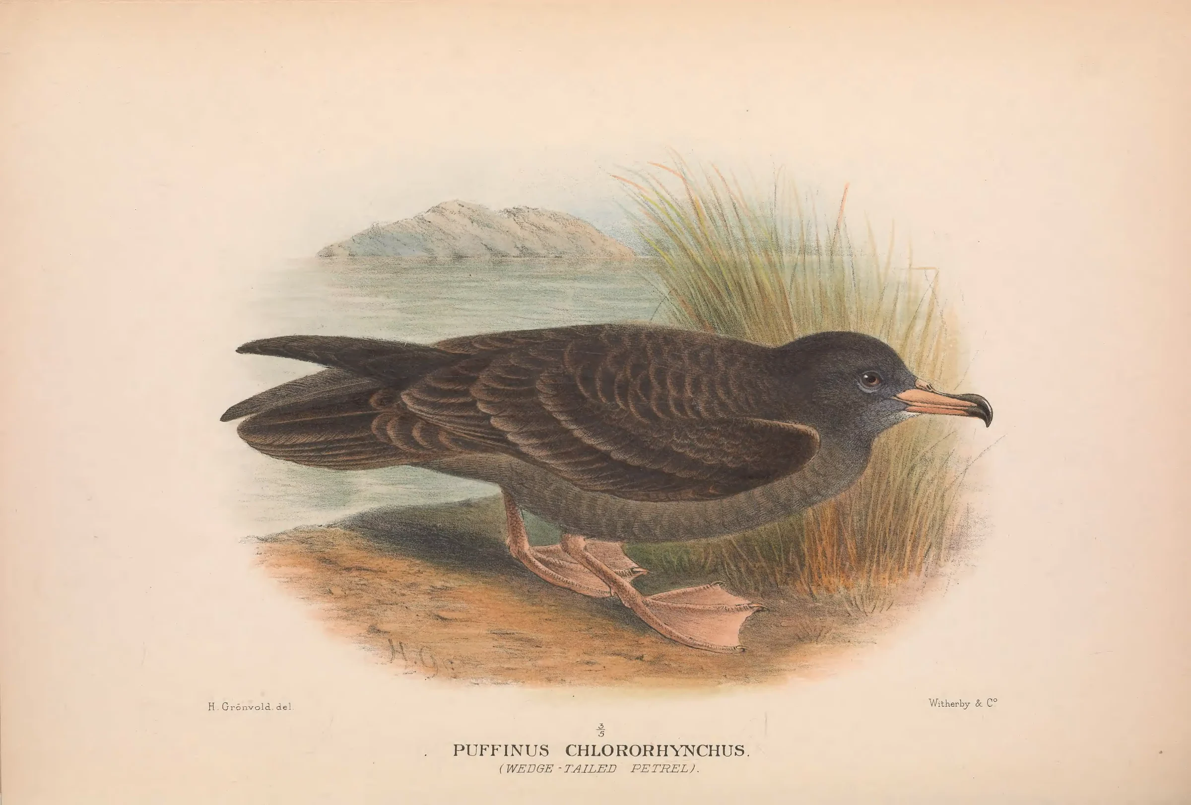 Historical bird plate: Wedge-tailed Shearwater