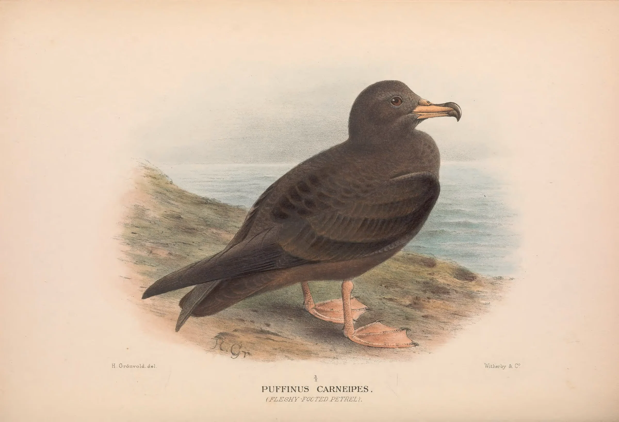 Historical bird plate: Flesh-footed Shearwater