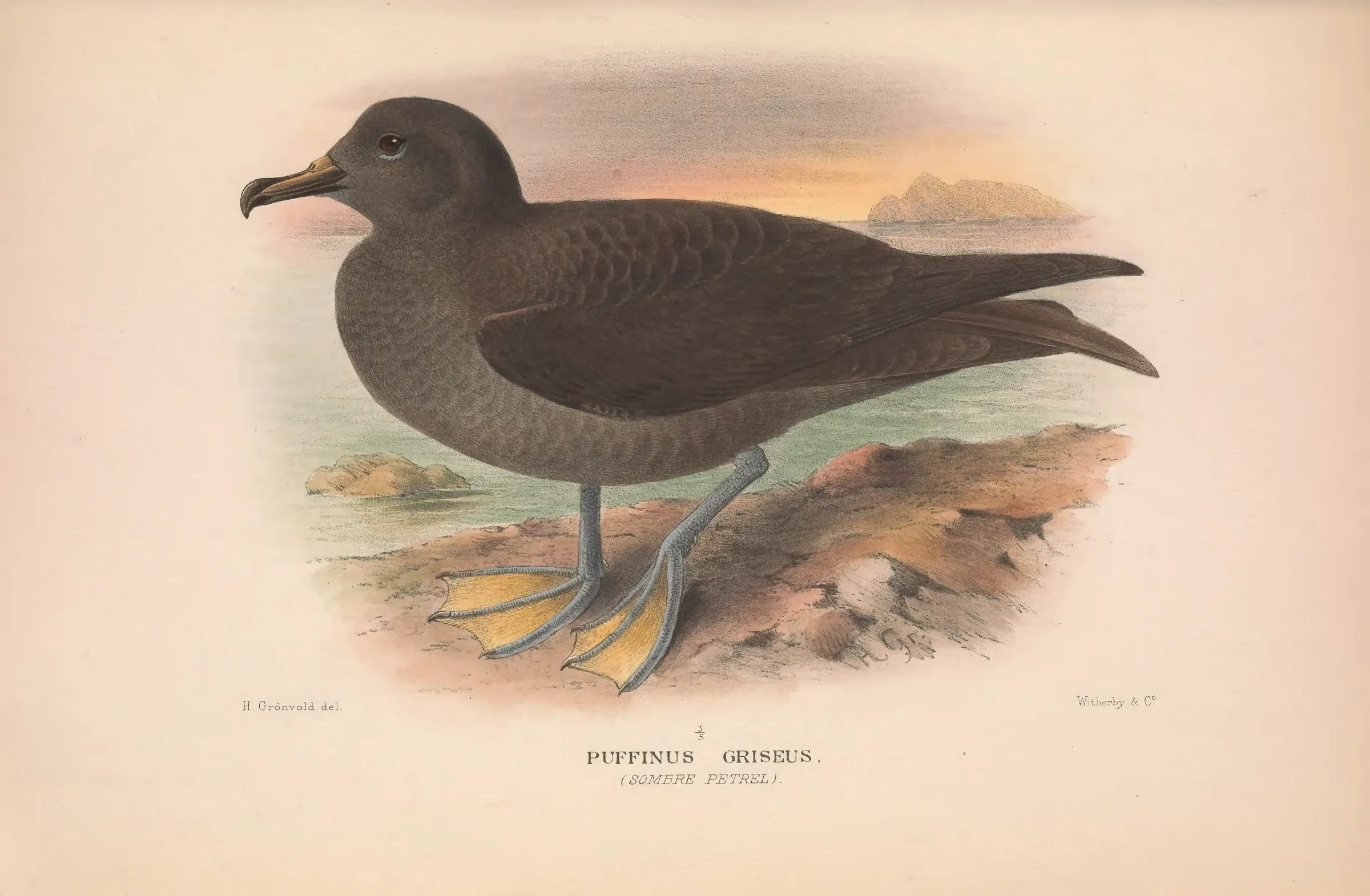 Historical bird plate: Sooty Shearwater