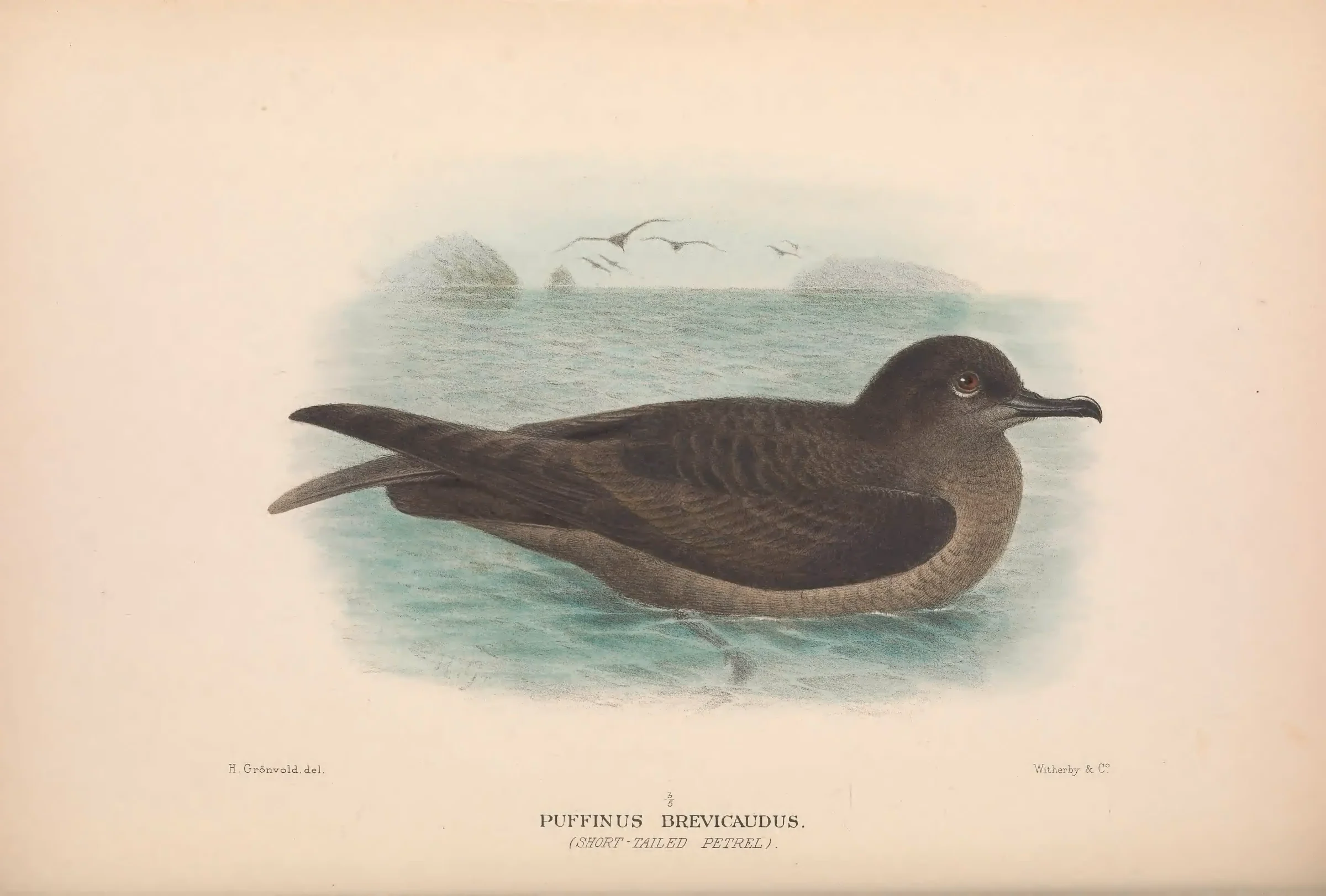 Historical bird plate: Short-tailed Shearwater