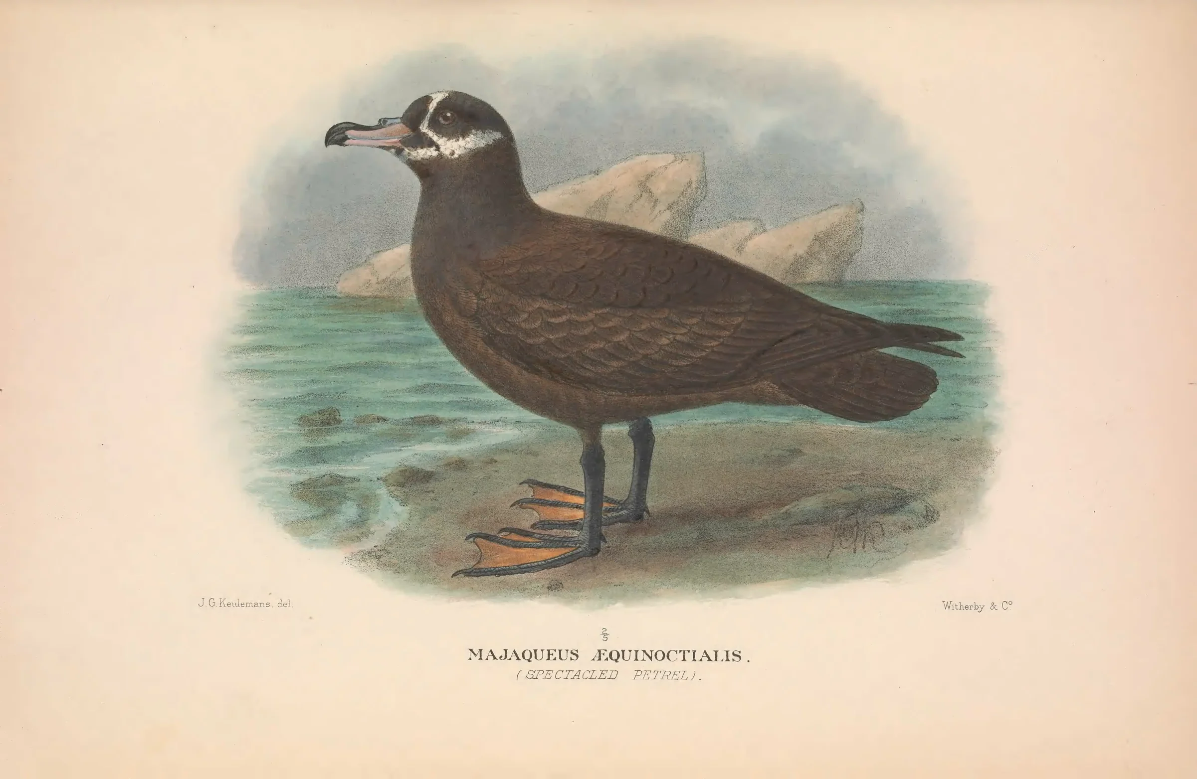 Historical bird plate: Spectacled Petrel