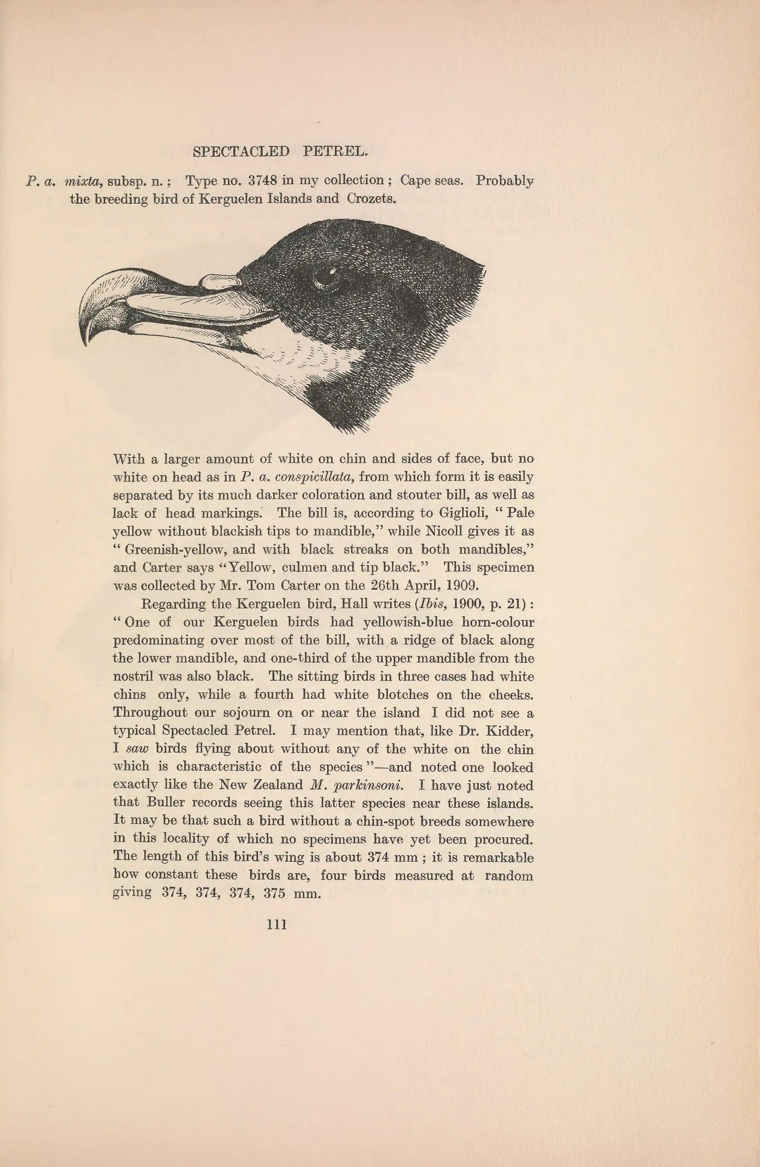 Historical bird plate: Spectacled Petrel
