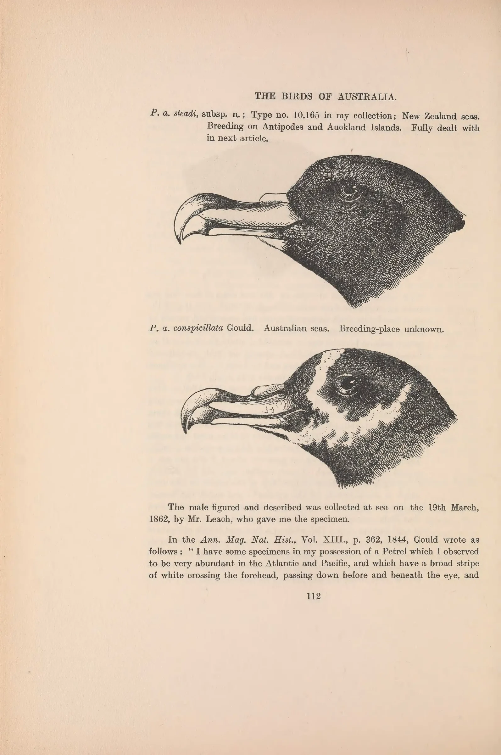 Historical bird plate: Spectacled Petrel