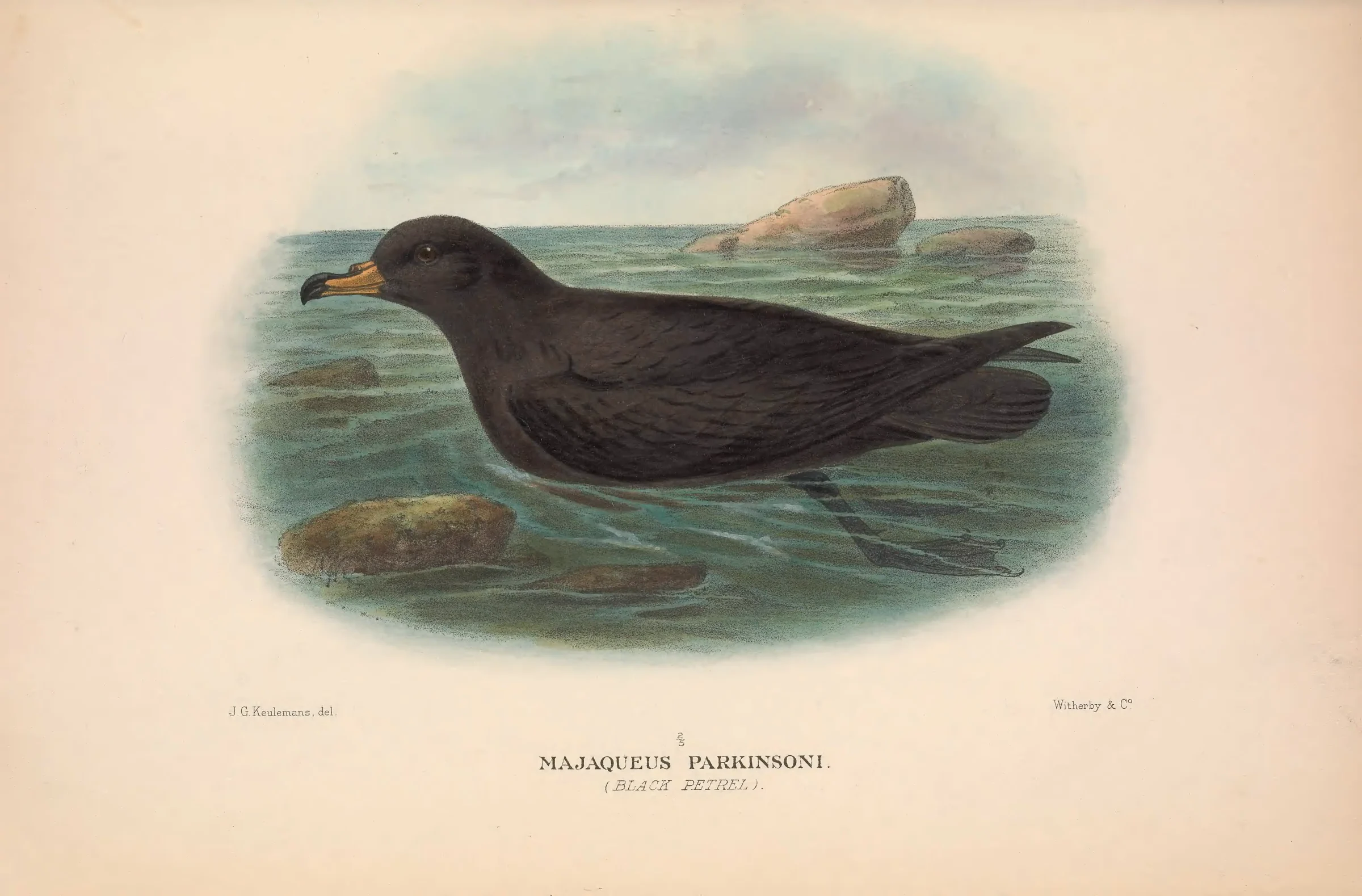 Historical bird plate: Black Petrel