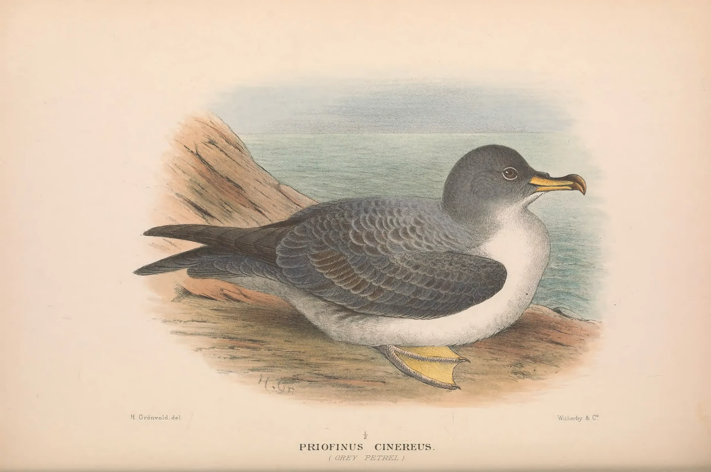 Historical bird plate: Grey Petrel