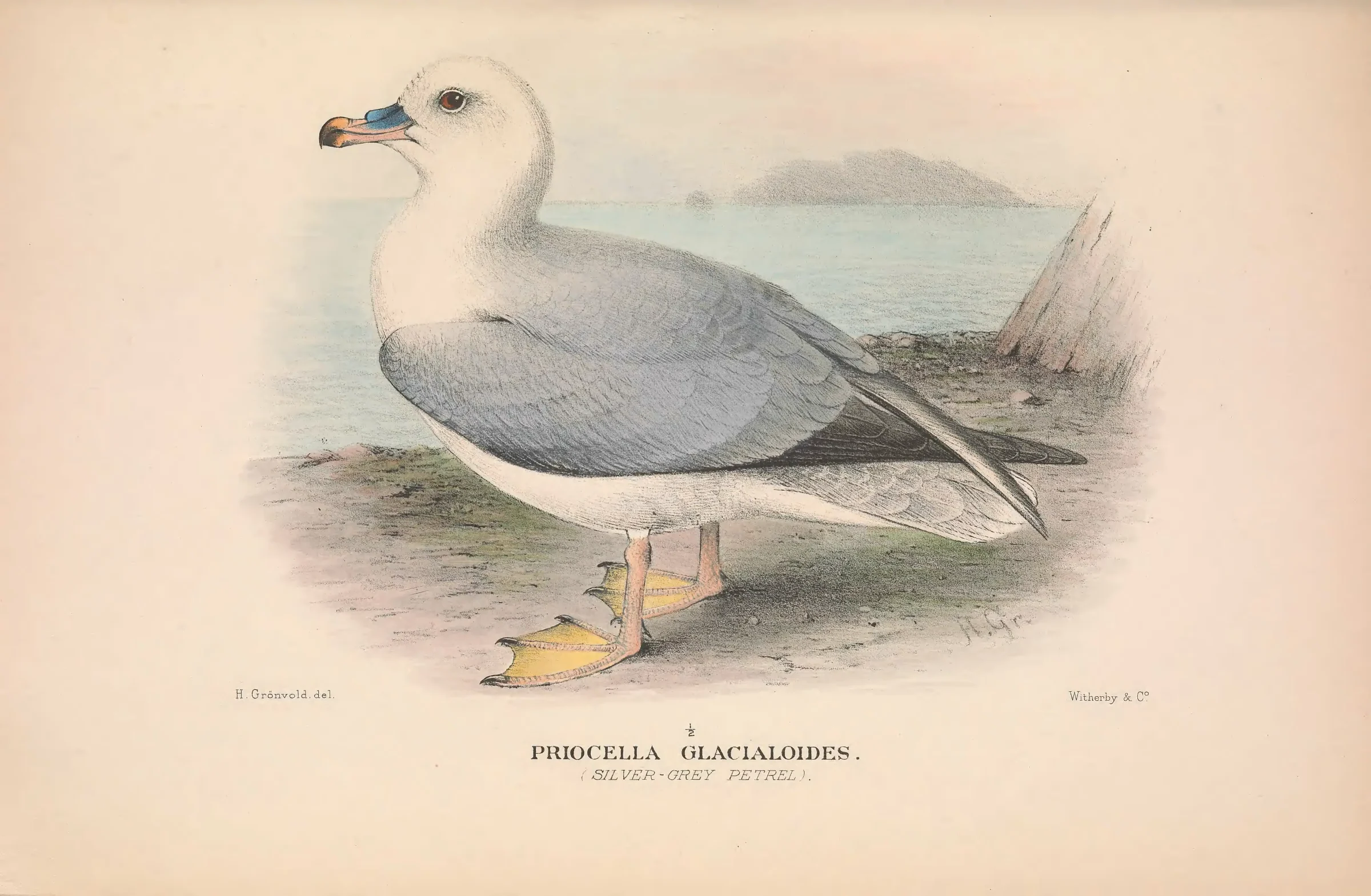 Historical bird plate: Southern Fulmar