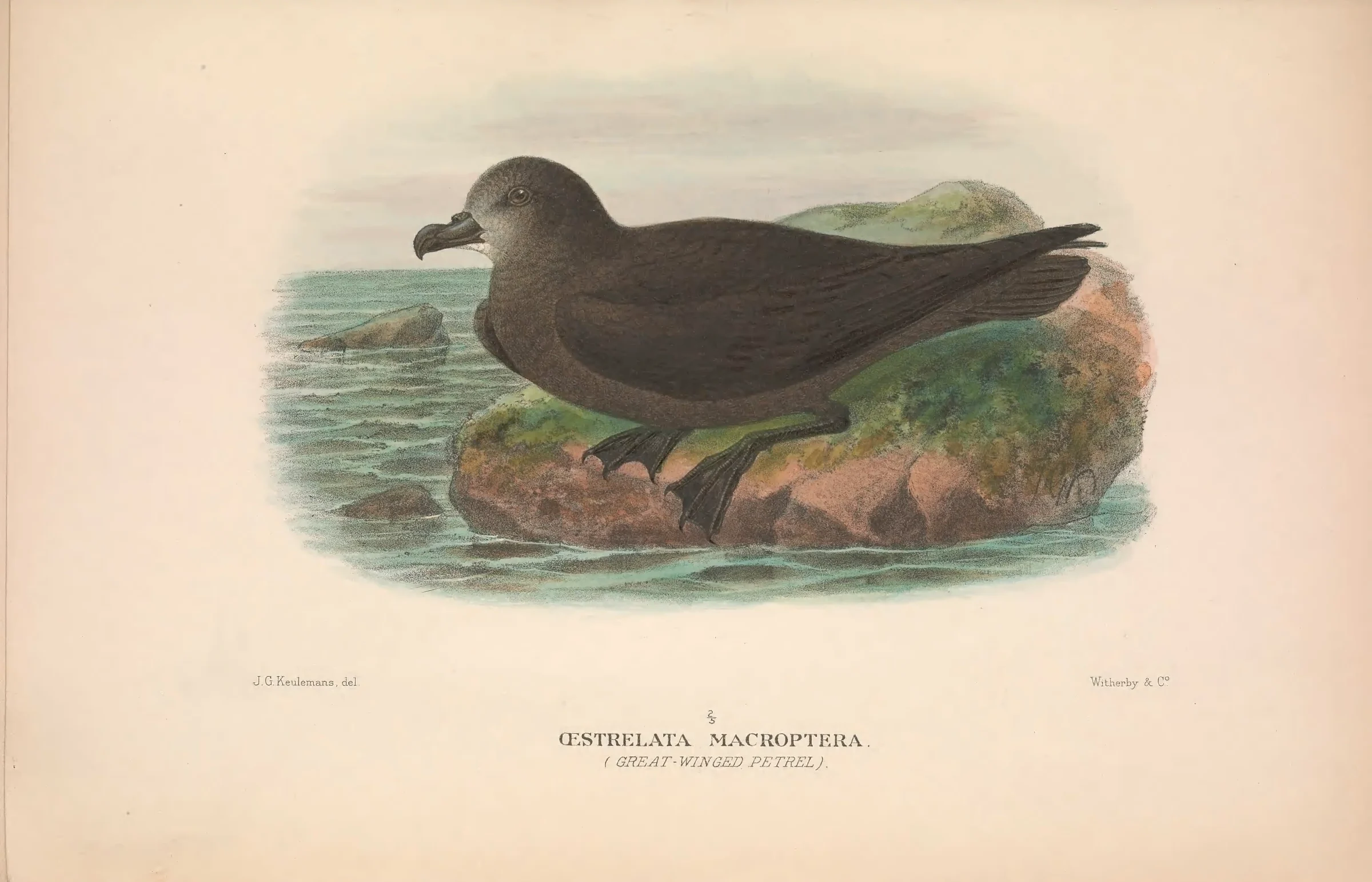 Historical bird plate: Grey-faced Petrel