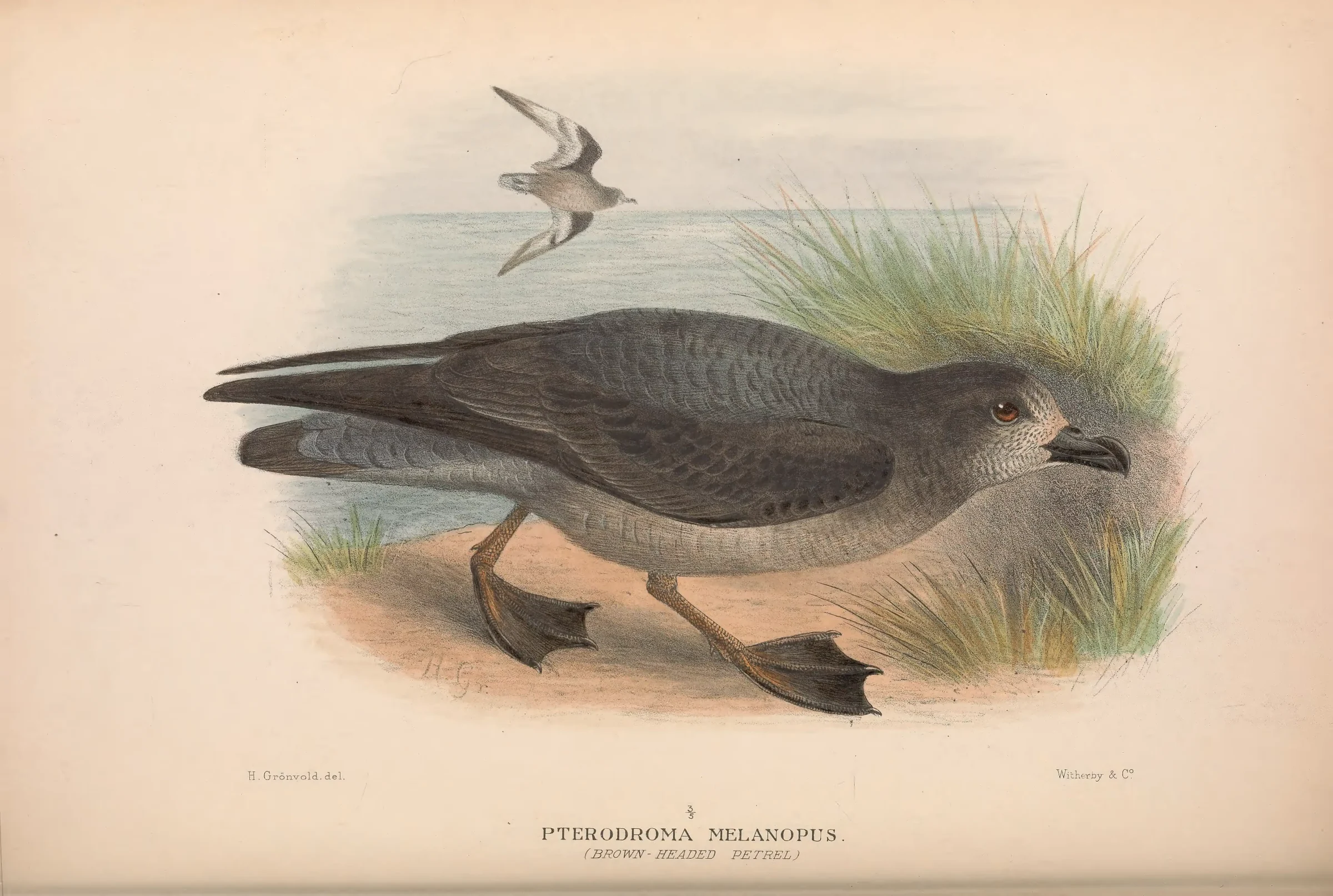 Historical bird plate: Providence Petrel