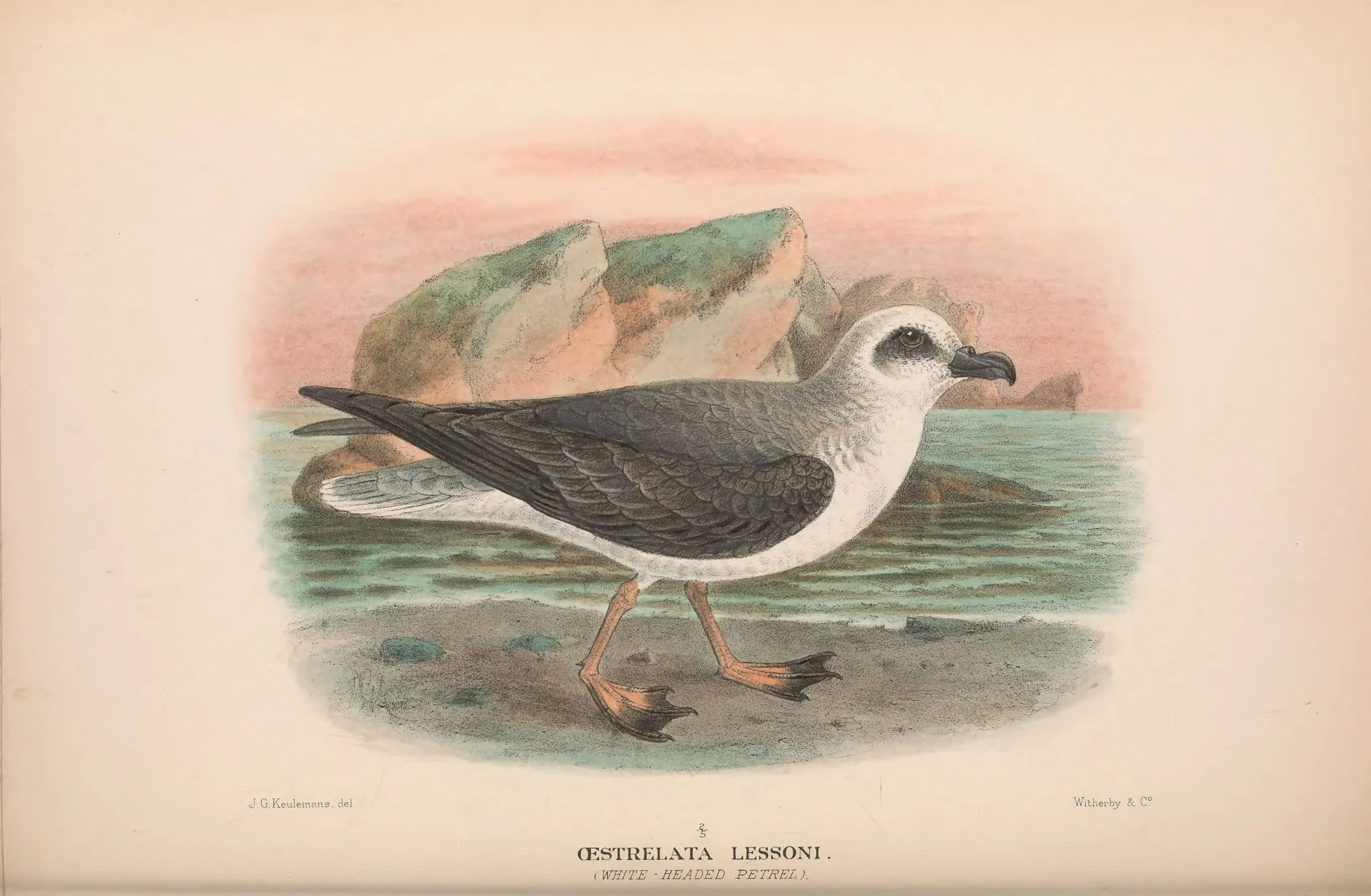 Historical bird plate: White-headed Petrel