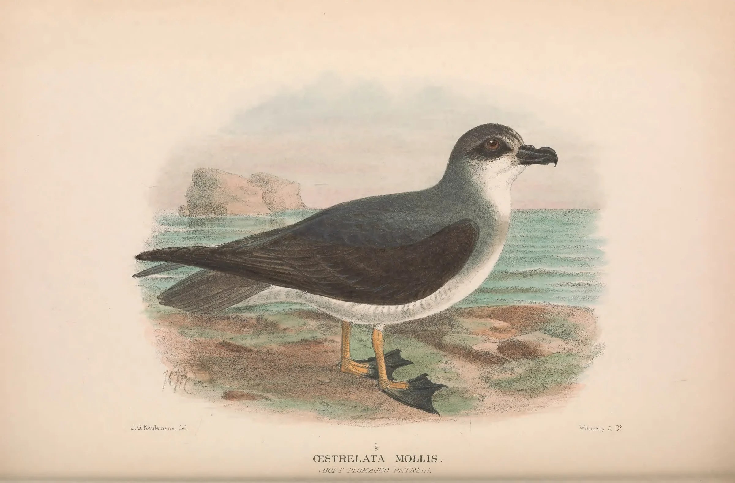 Historical bird plate: Soft-plumaged Petrel